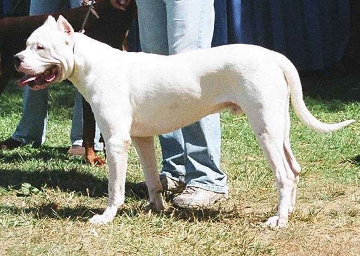 Dogo Argentino Wallpaper HD Download