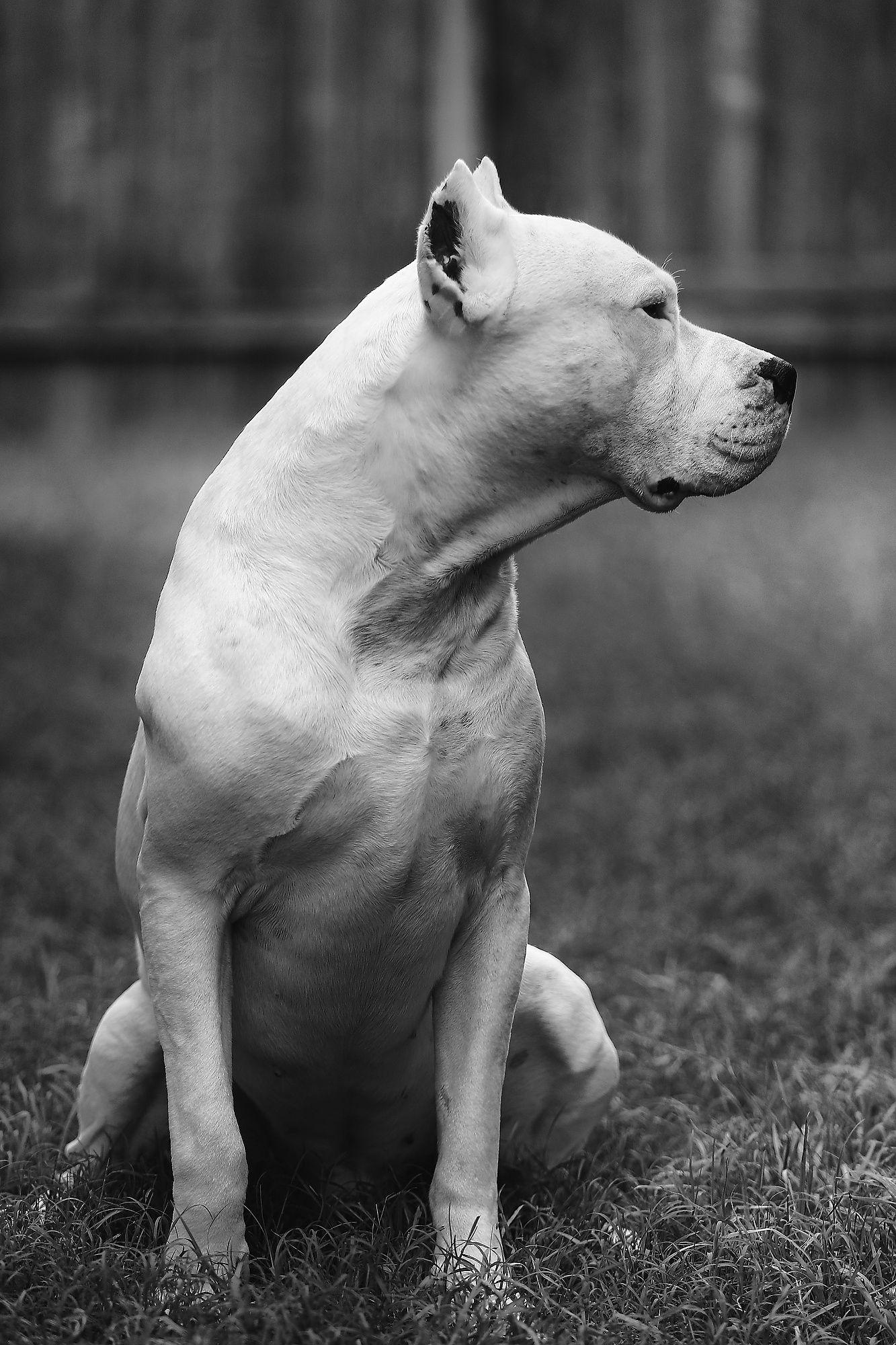 Dogo Argentino. Love of a best friend. Dog and Animal