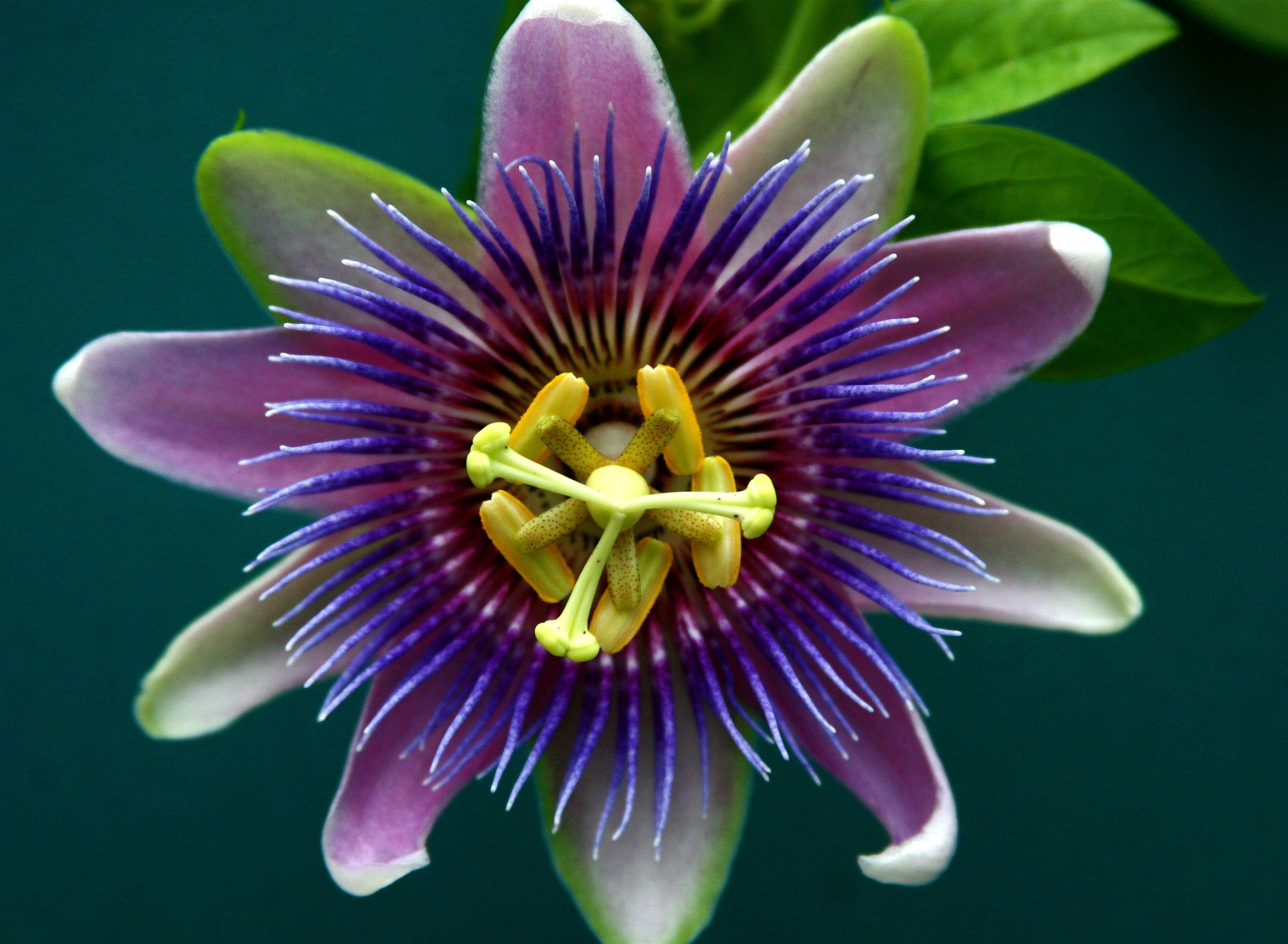 Gallery For > Passion Flower Wallpaper