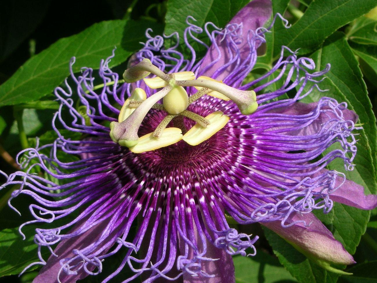 Gallery For > Passion Flower Wallpaper