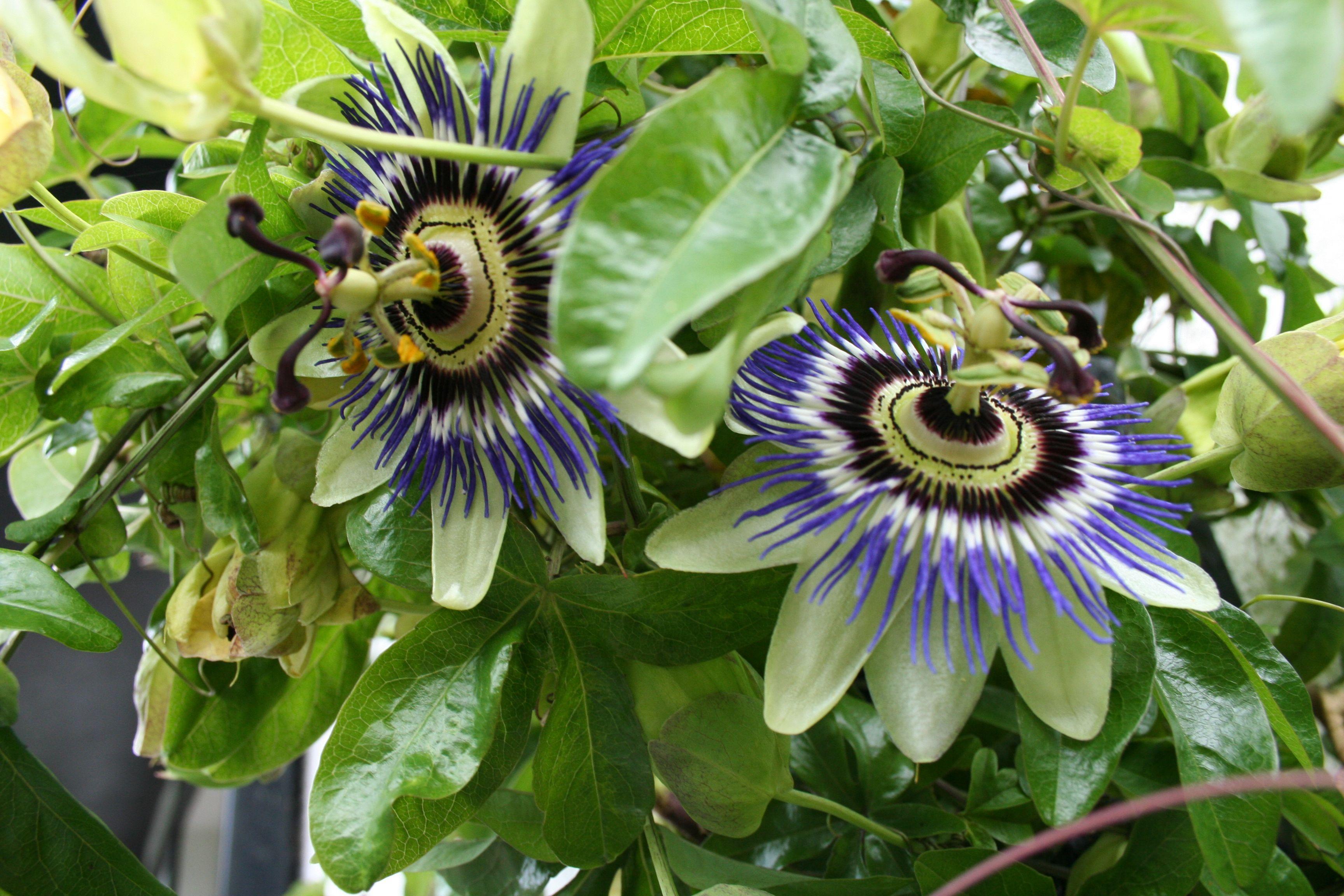 Passion Flower Wallpaper. Passion Flower Background and Image