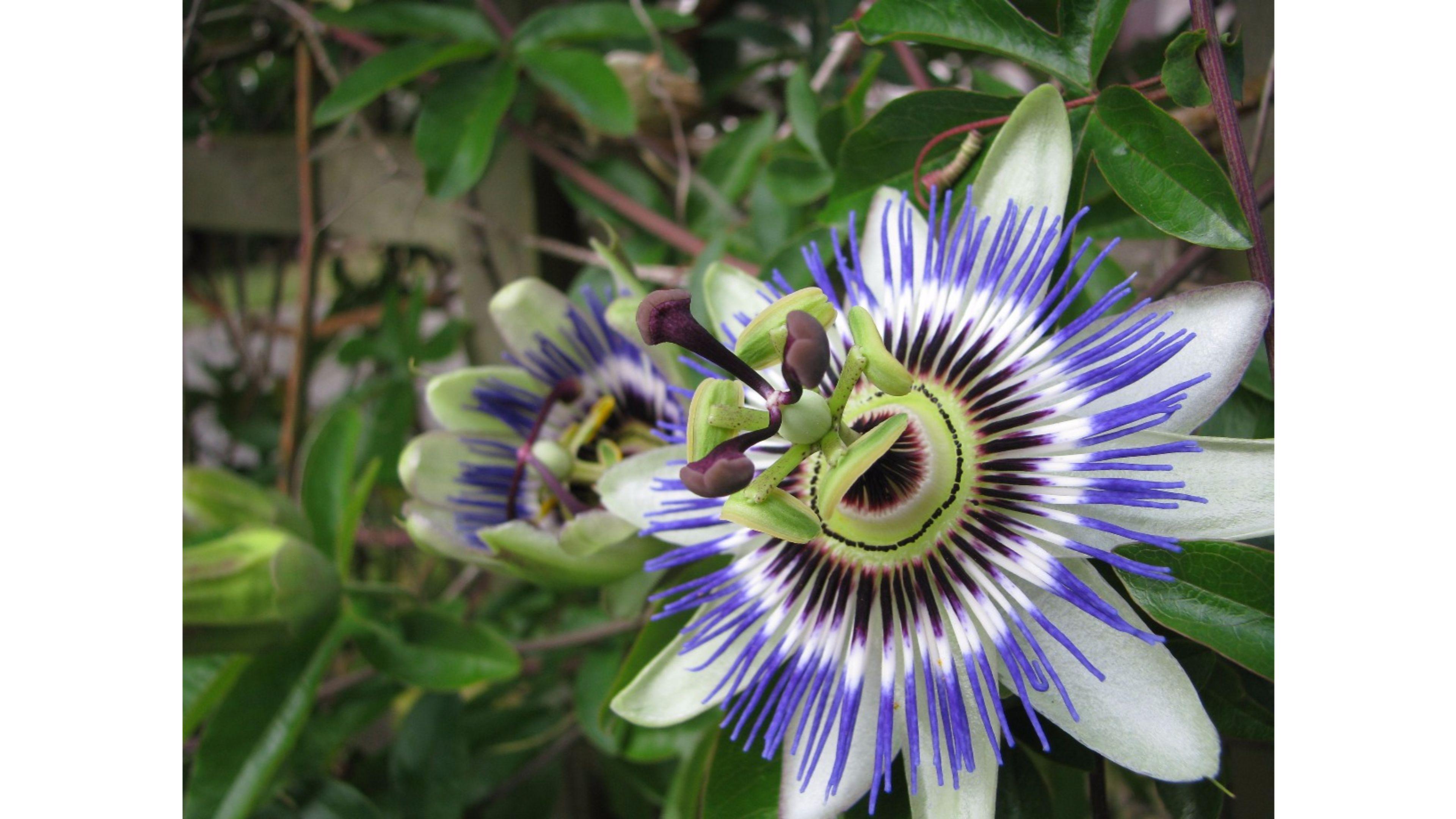 Passion Flower Wallpaper. Passion Flower Background and Image
