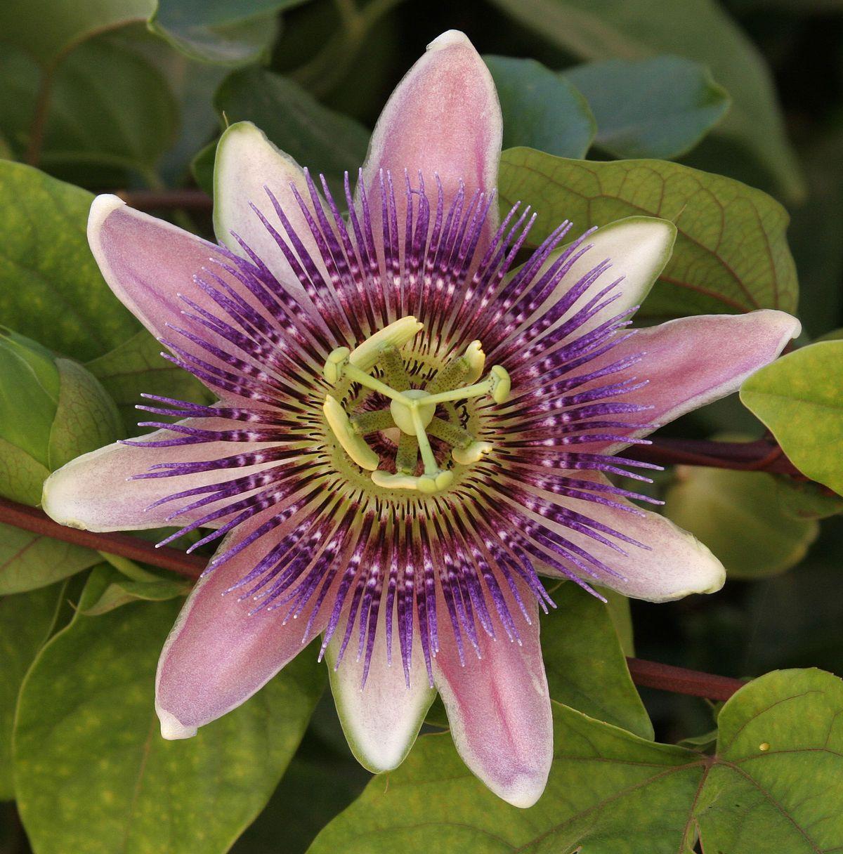 What Is A Passion Flower