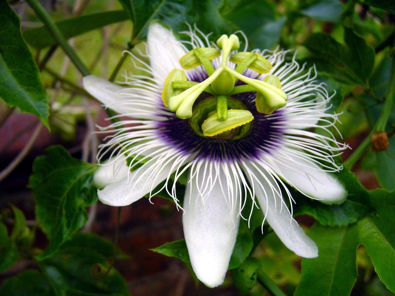 passion flower wallpaper and background
