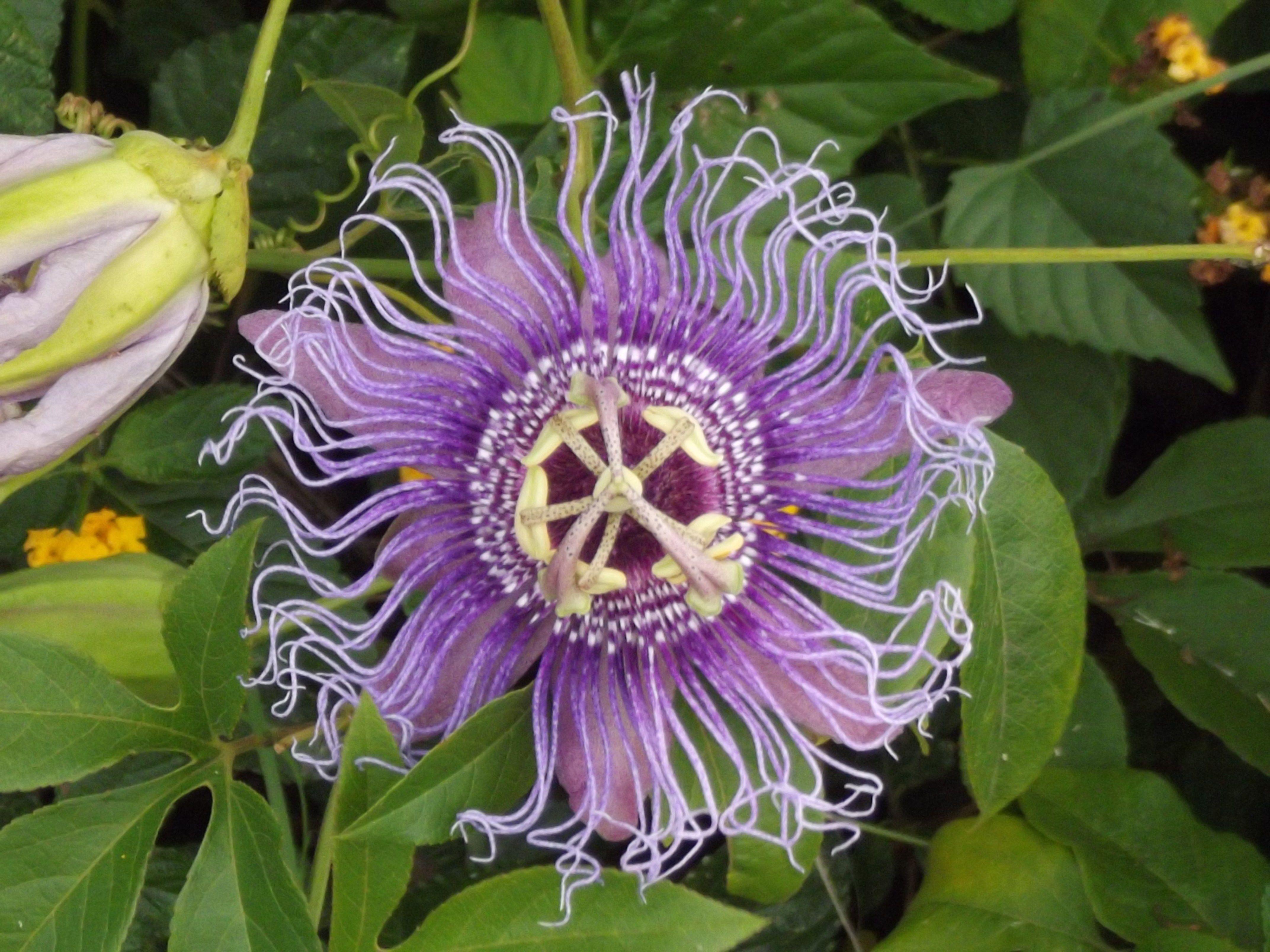 passion flower wallpaper and background