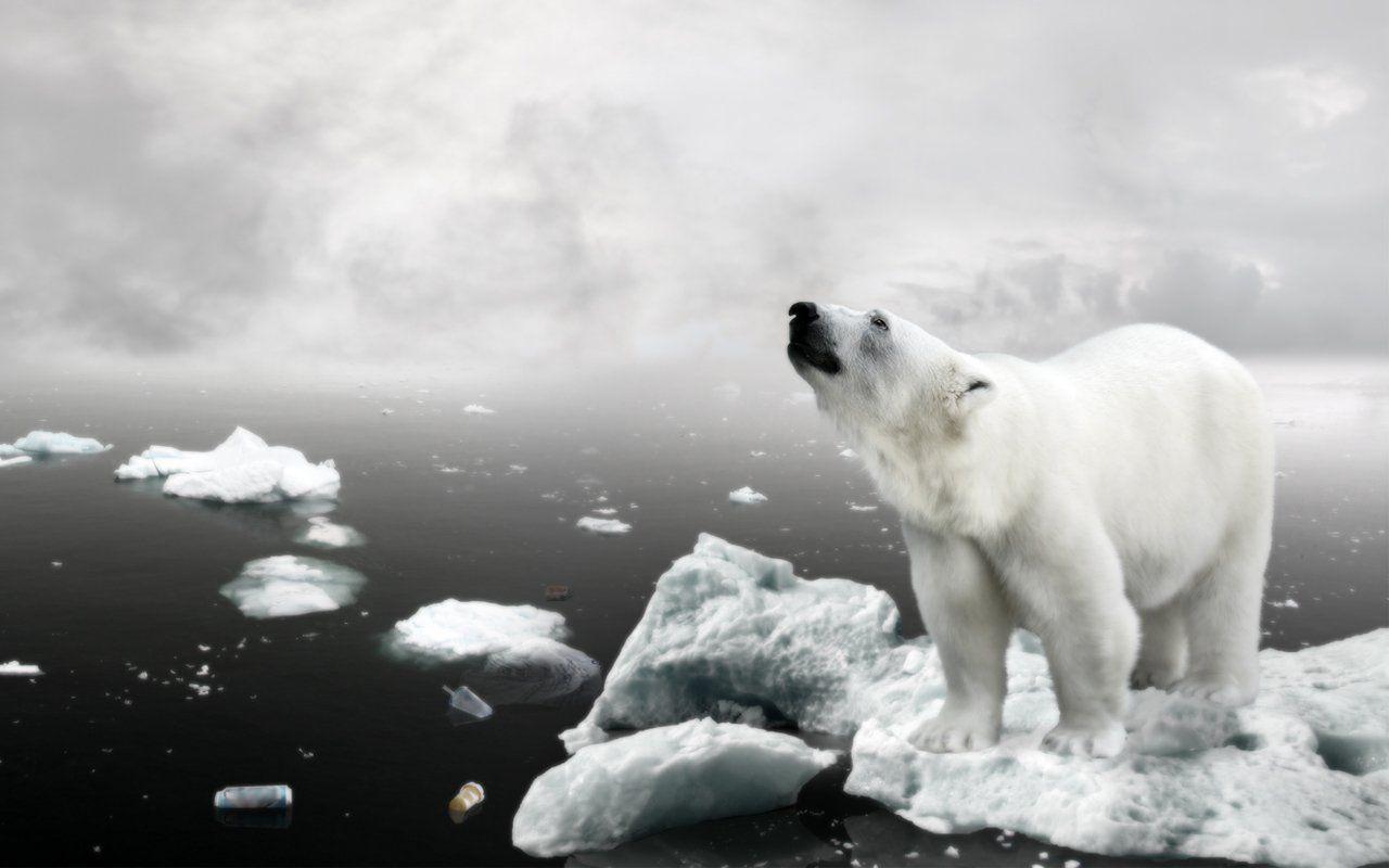 Polar Bear HD Wallpaper and Background Image