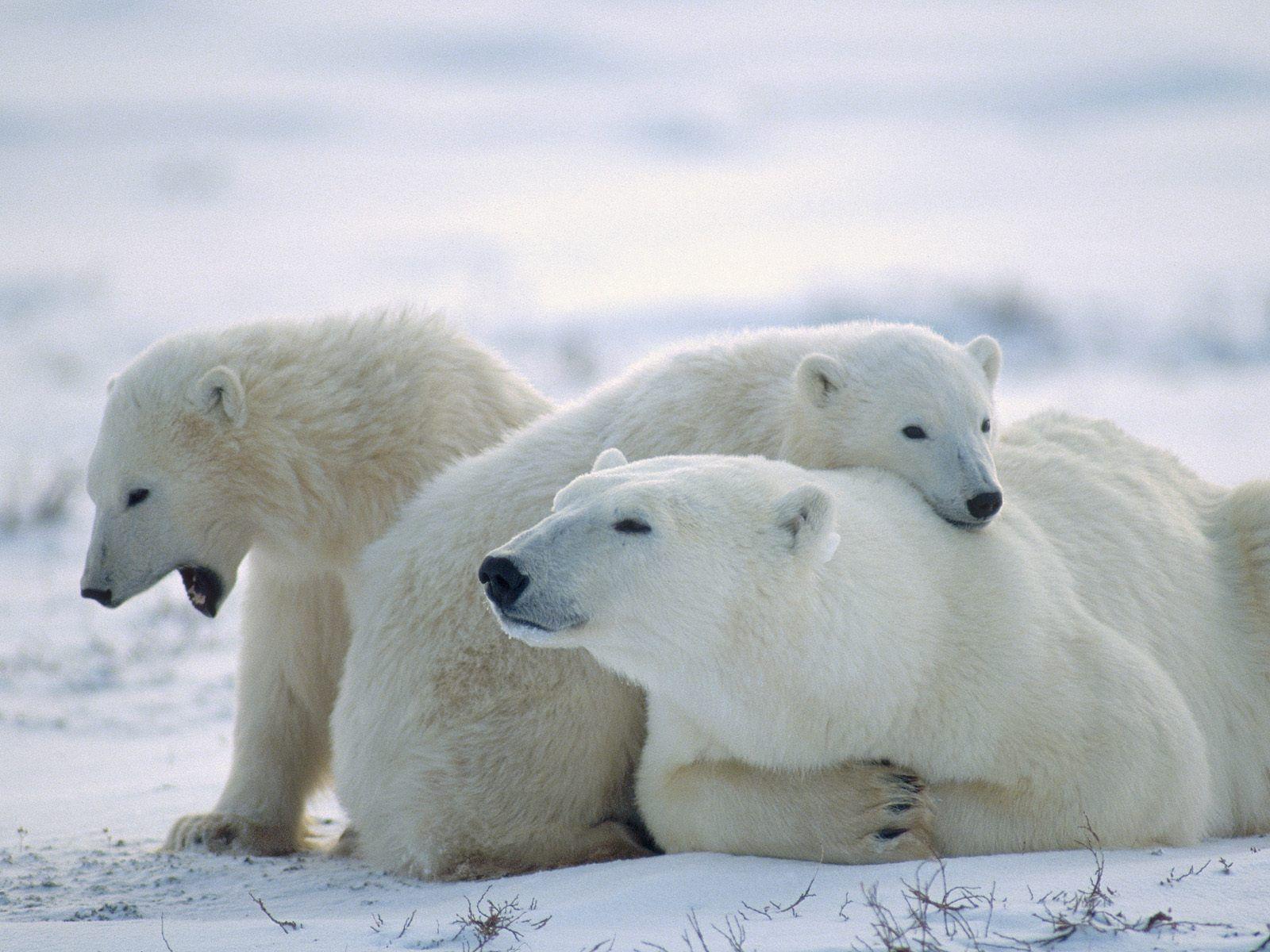 Polar Bear Desktop Wallpaper