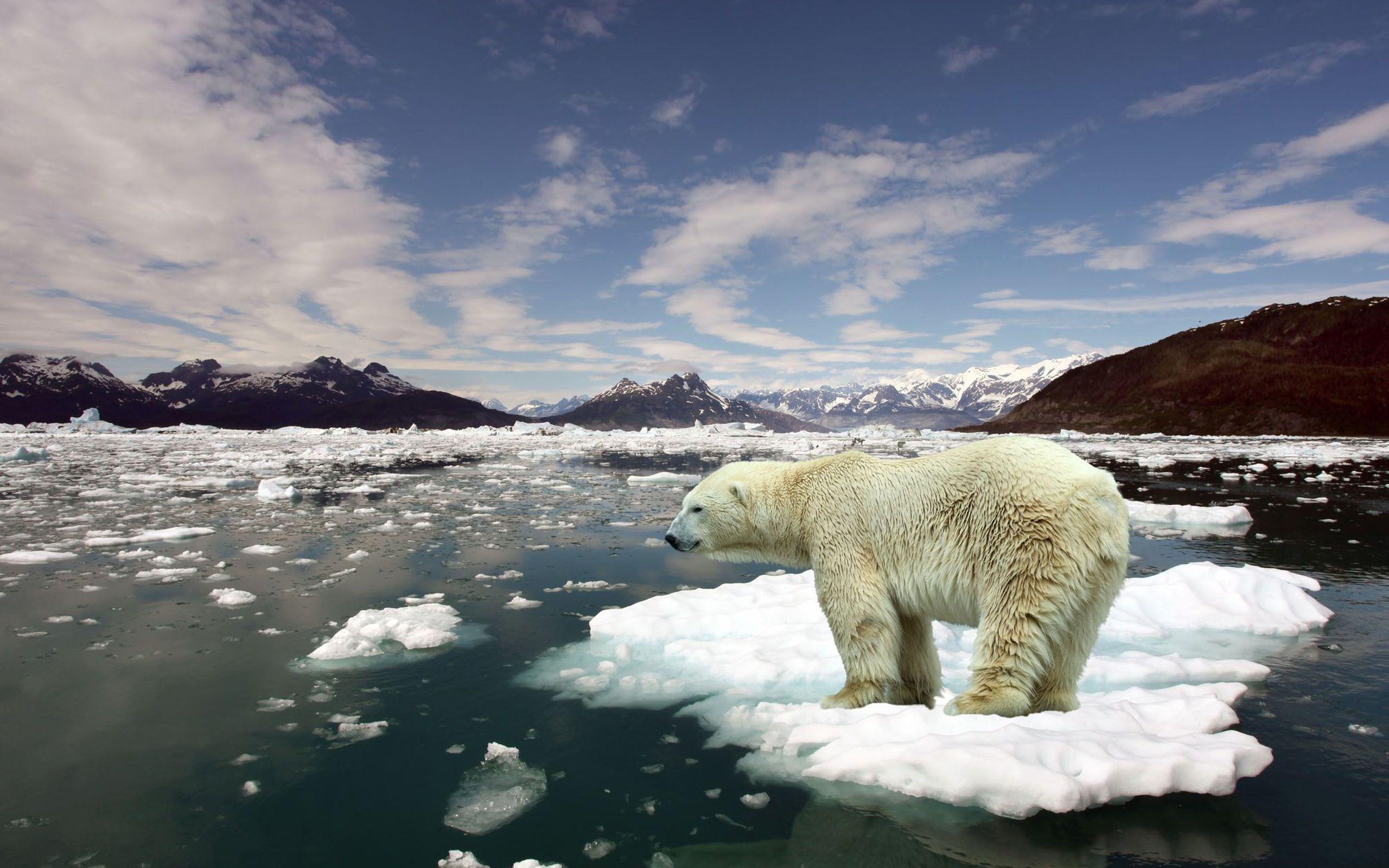 Polar Bear Ice Wallpaper