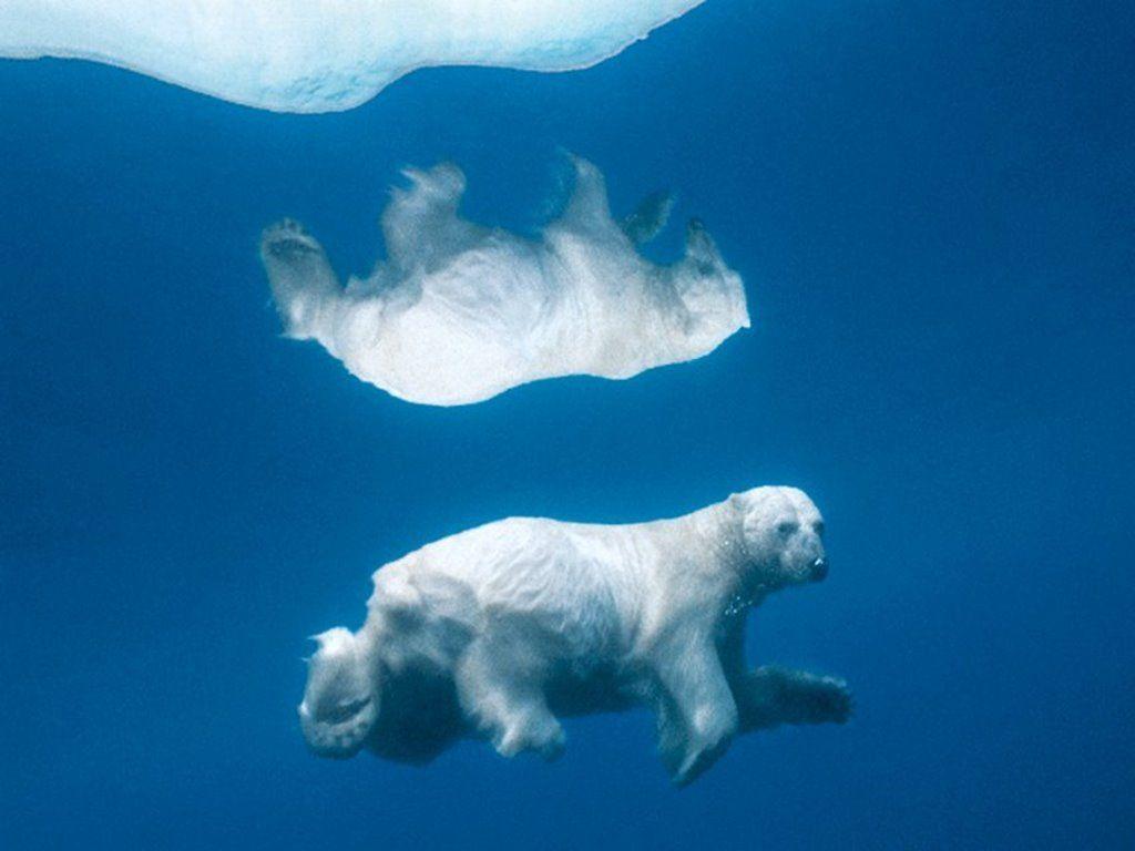 Ice Bear wallpaper. Ice Bear
