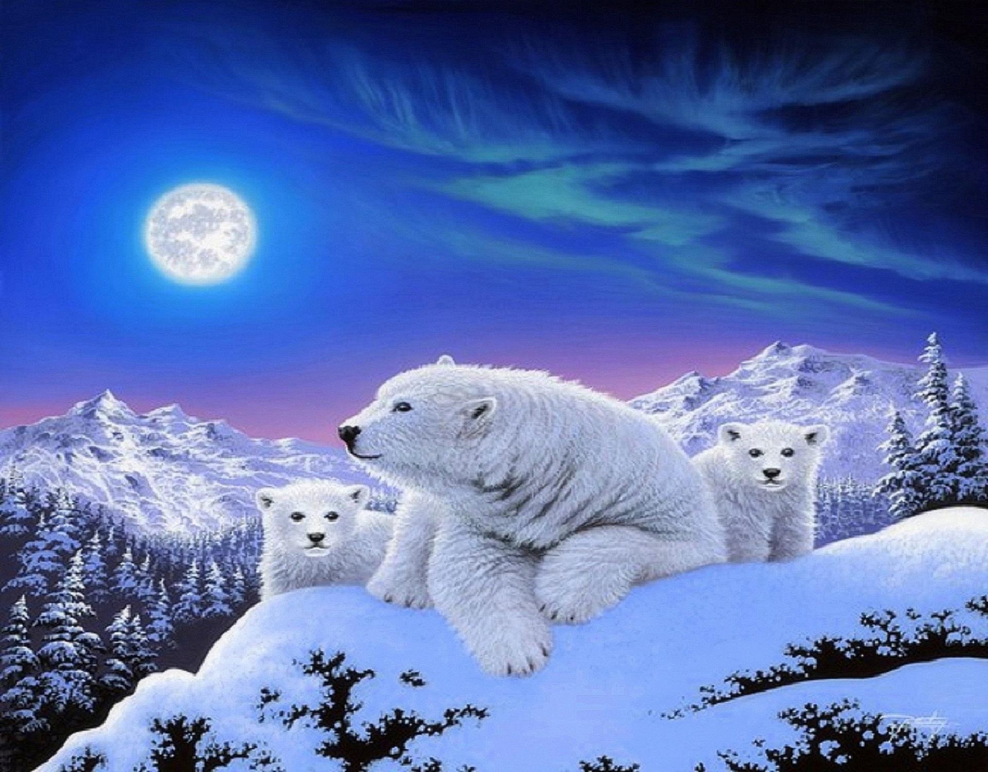 Polar Bears Full HD Wallpaper and Backgroundx1500