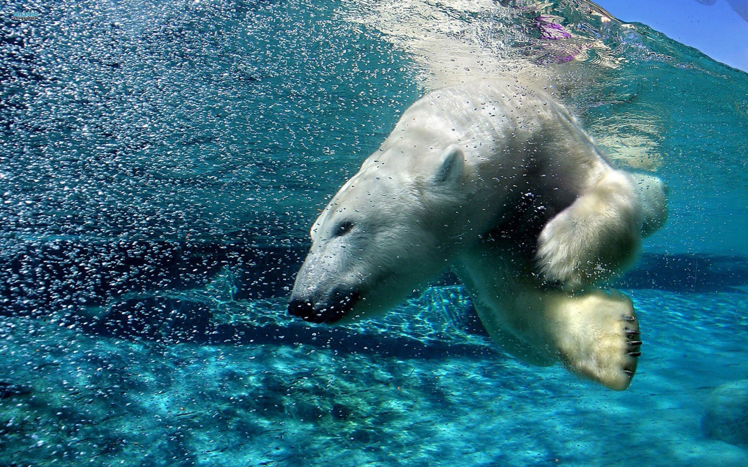 Polar Bear Underwater Wallpaper