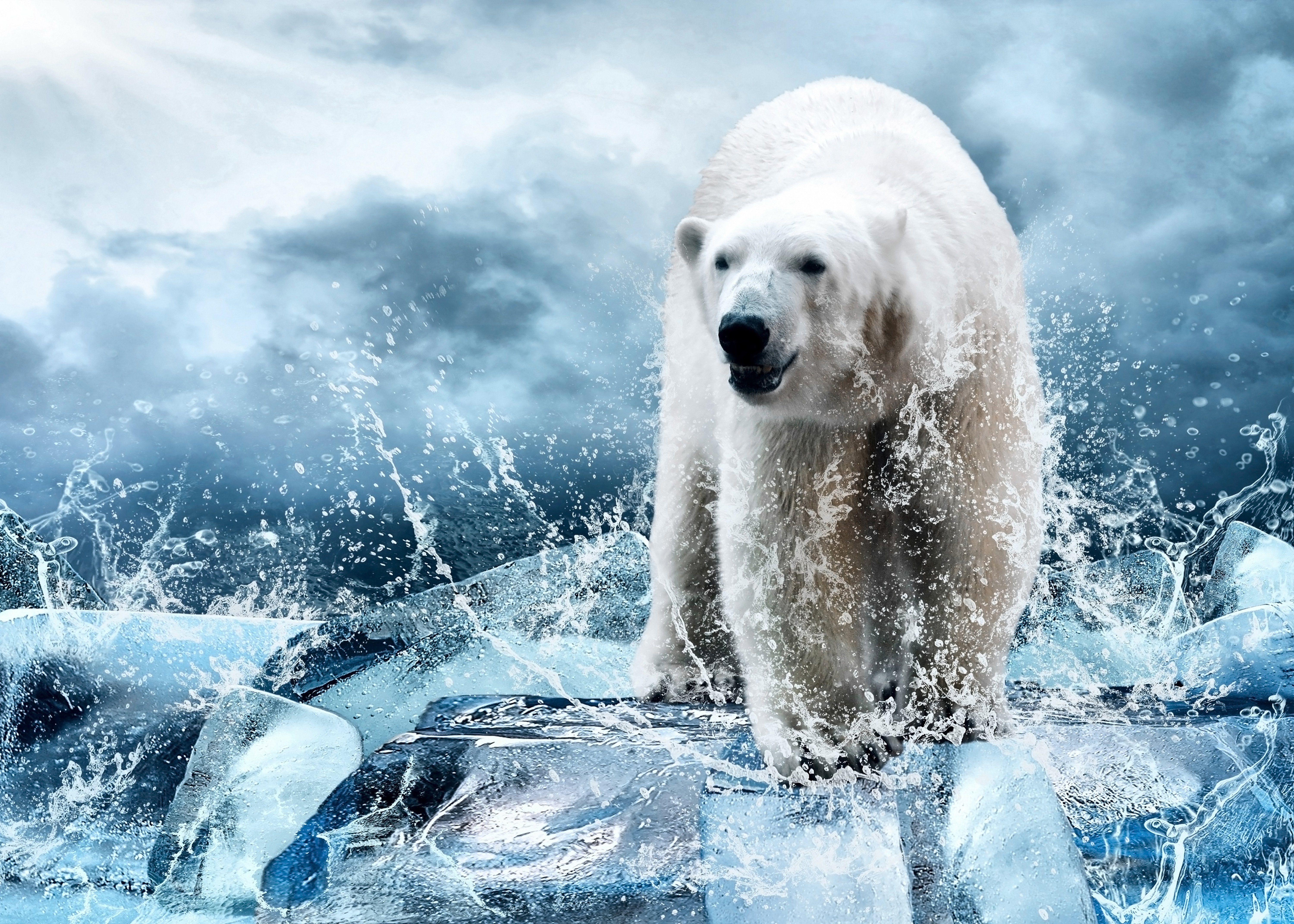 Polar bear bear ice floes ice spray winter drops spray wallpaper