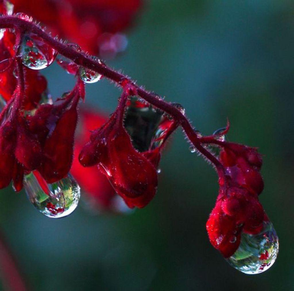 Dew Drops Wallpapers - Wallpaper Cave