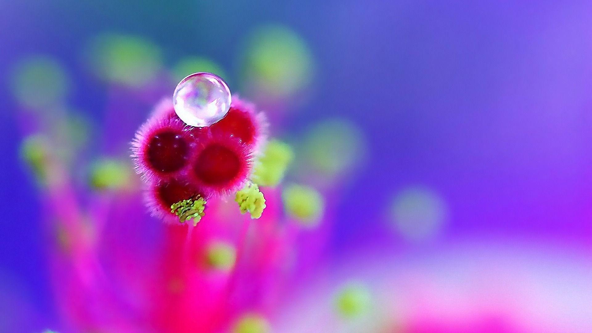Flowers Droplets Wallpaper HD Picture