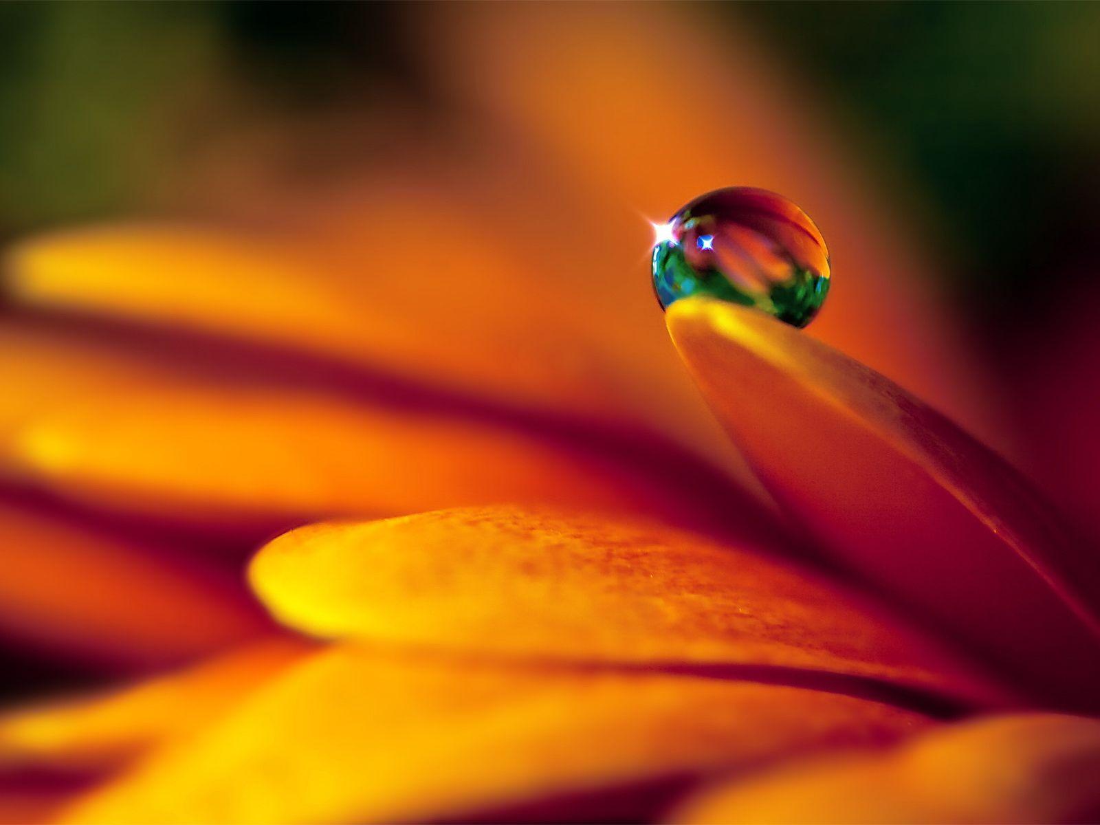 Dew Drops Wallpapers - Wallpaper Cave