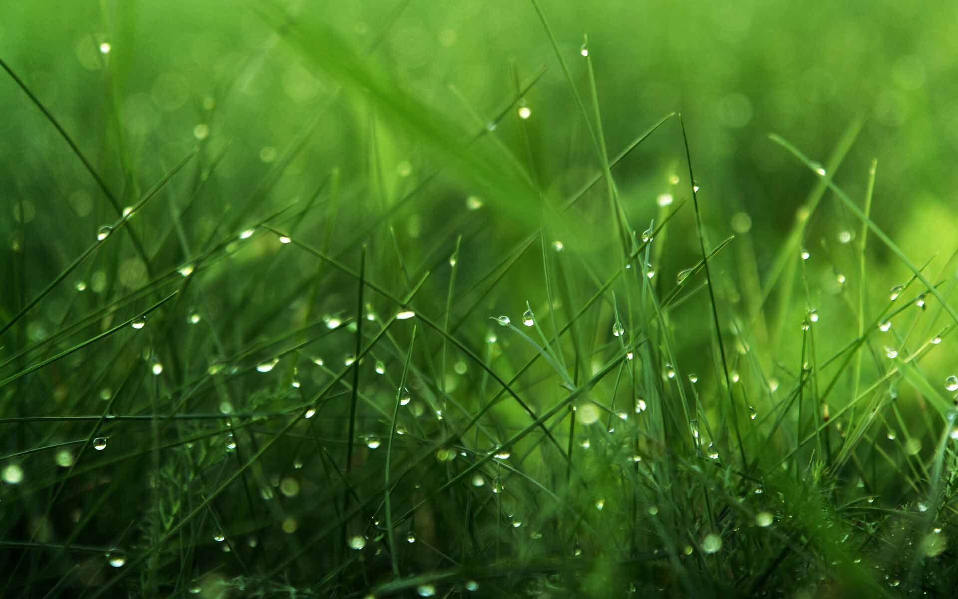photos of dew drops. Dew Drops Wallpaper 8 1024x640 Dew Drops