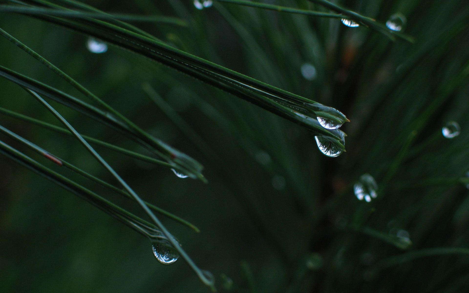 Dew, Drops, Wide, High, Resolution, Wallpaper, For, Desktop