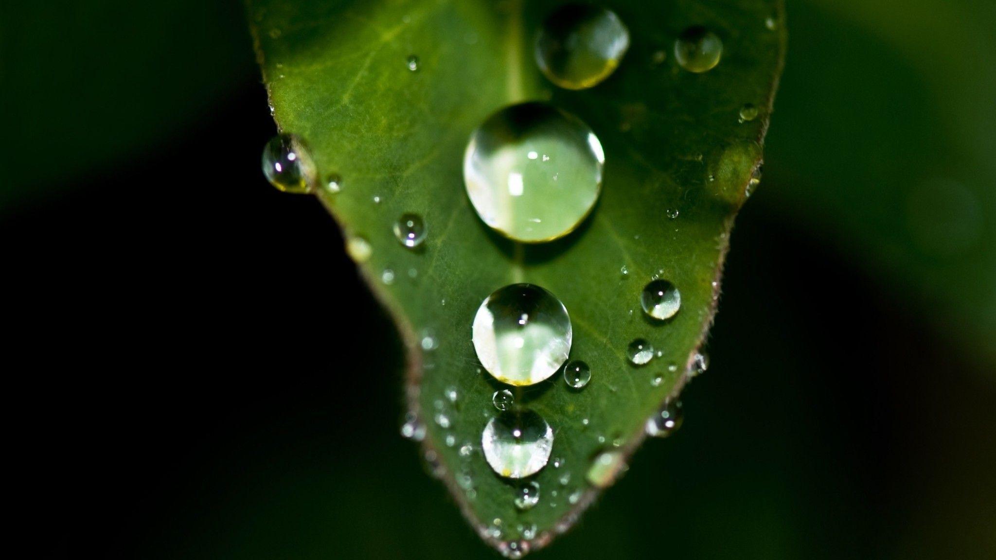 Dew drops green leaf wallpaper. PC