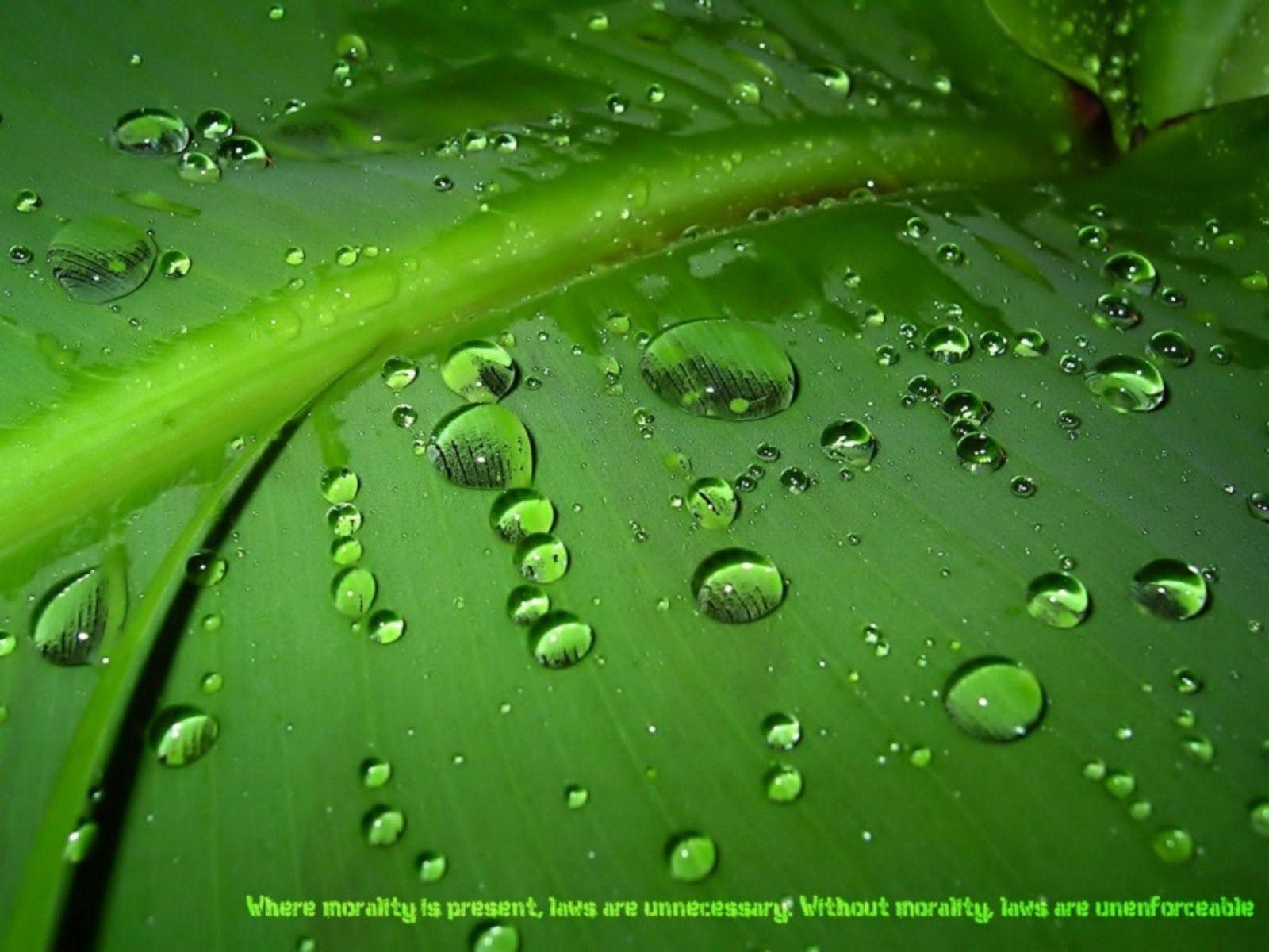 Green Dew Drop