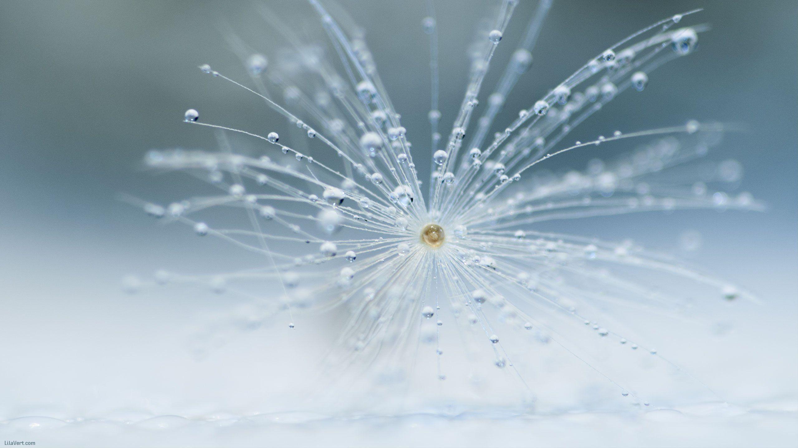 Dandelion macro dew drops water wallpaper pissenlit drop wallpaper