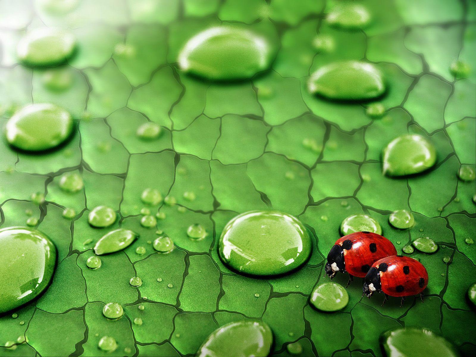 Image Detail for Drops and Ladybugs. Image
