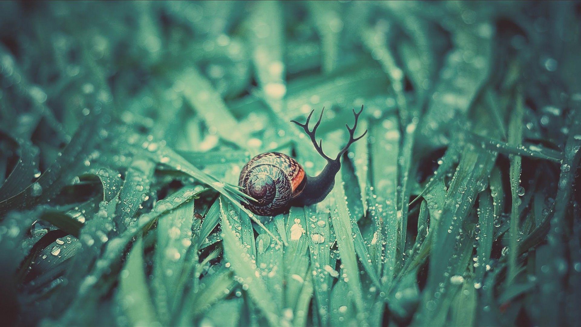 Wallpaper Snail, Grass, Dew, drops, Moisture HD, Picture, Image