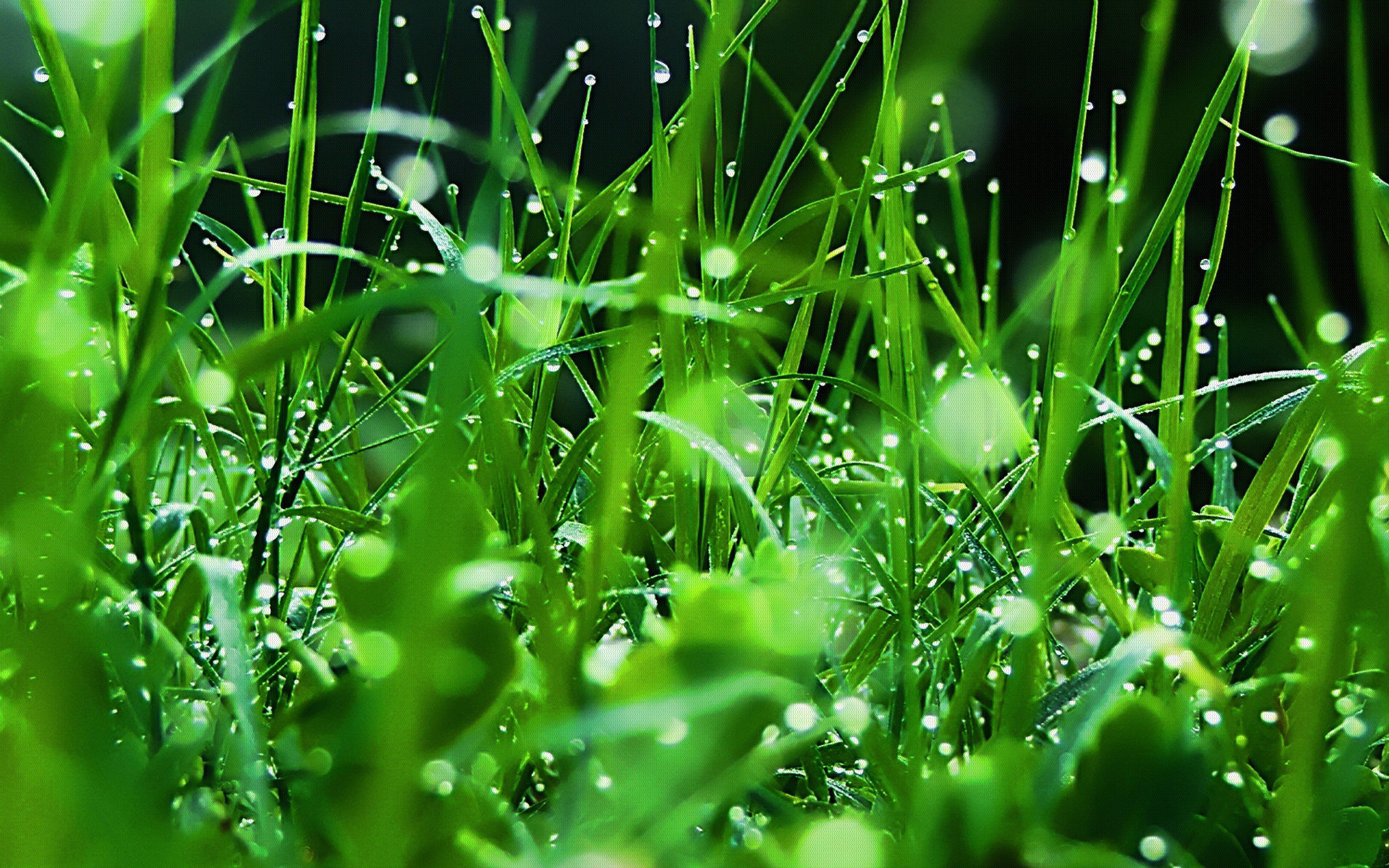 Download Wallpaper 3840x2400 Grass, Dew, Drops, Green, Freshness