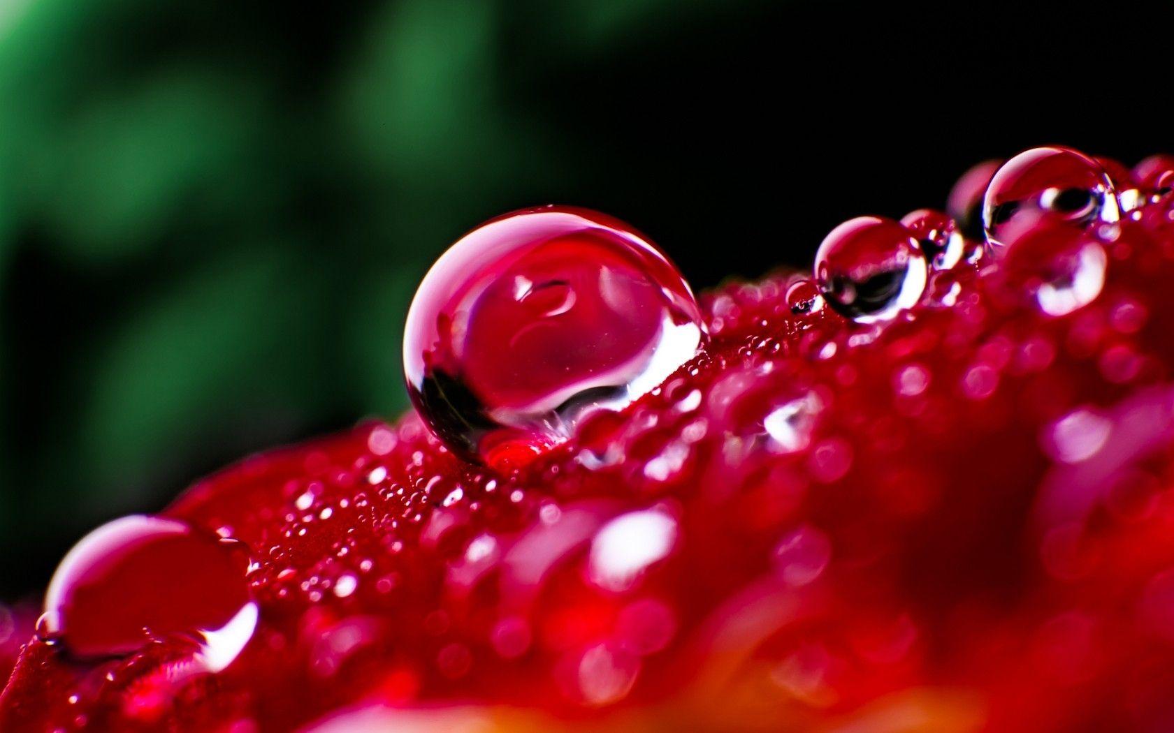 Dew Drops Wallpaper HD Background, Image, Pics, Photo Free