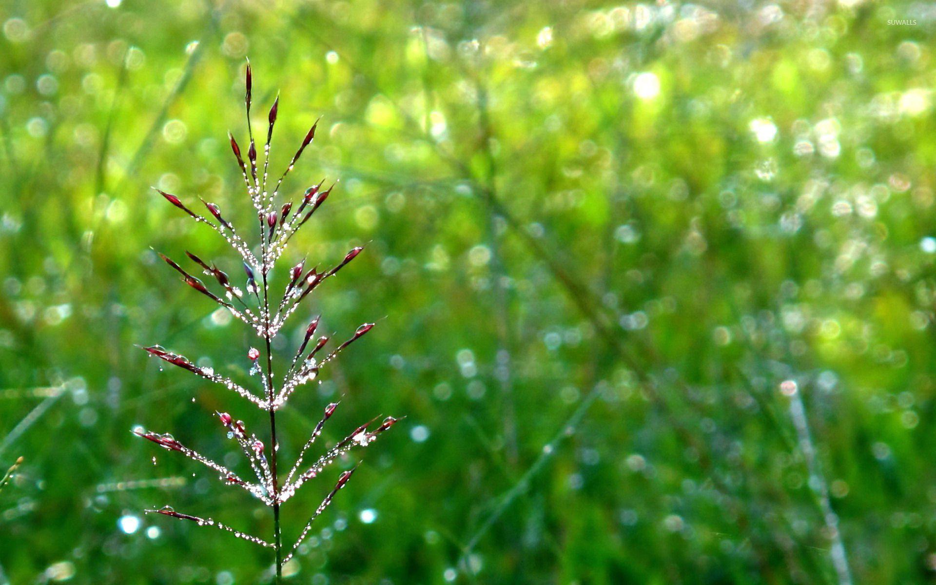 Dew drops on a plant wallpaper wallpaper