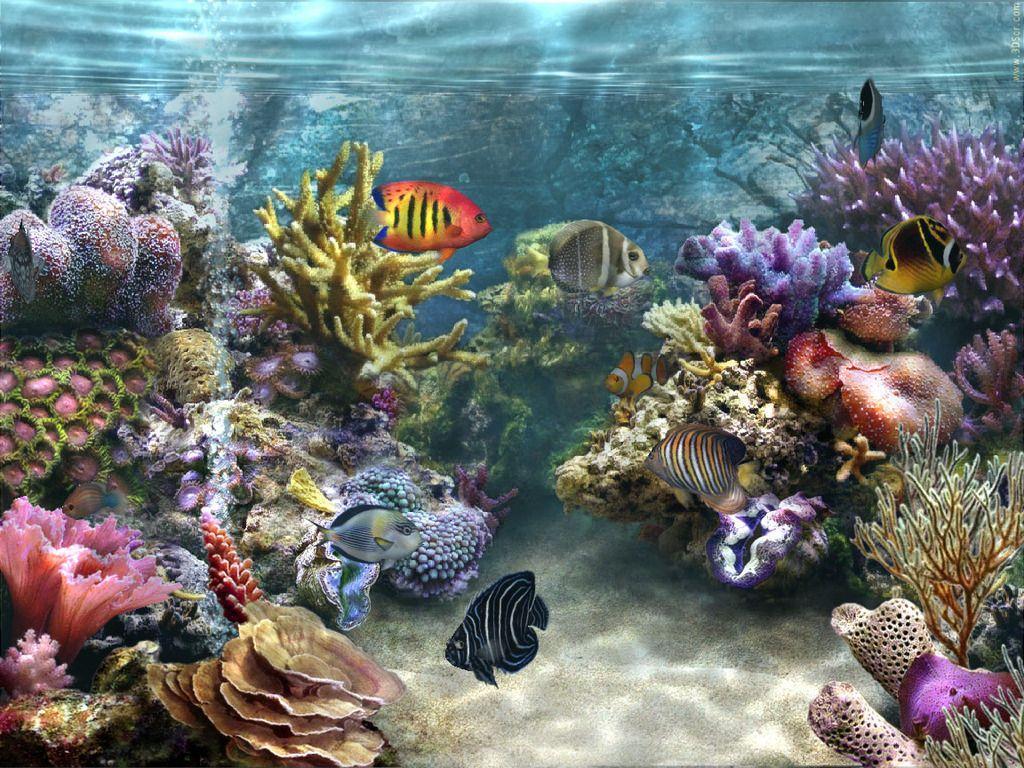 Live Fish Tank Wallpaper, 46 Free Modern Fish Tank Wallpaper NMgnCP