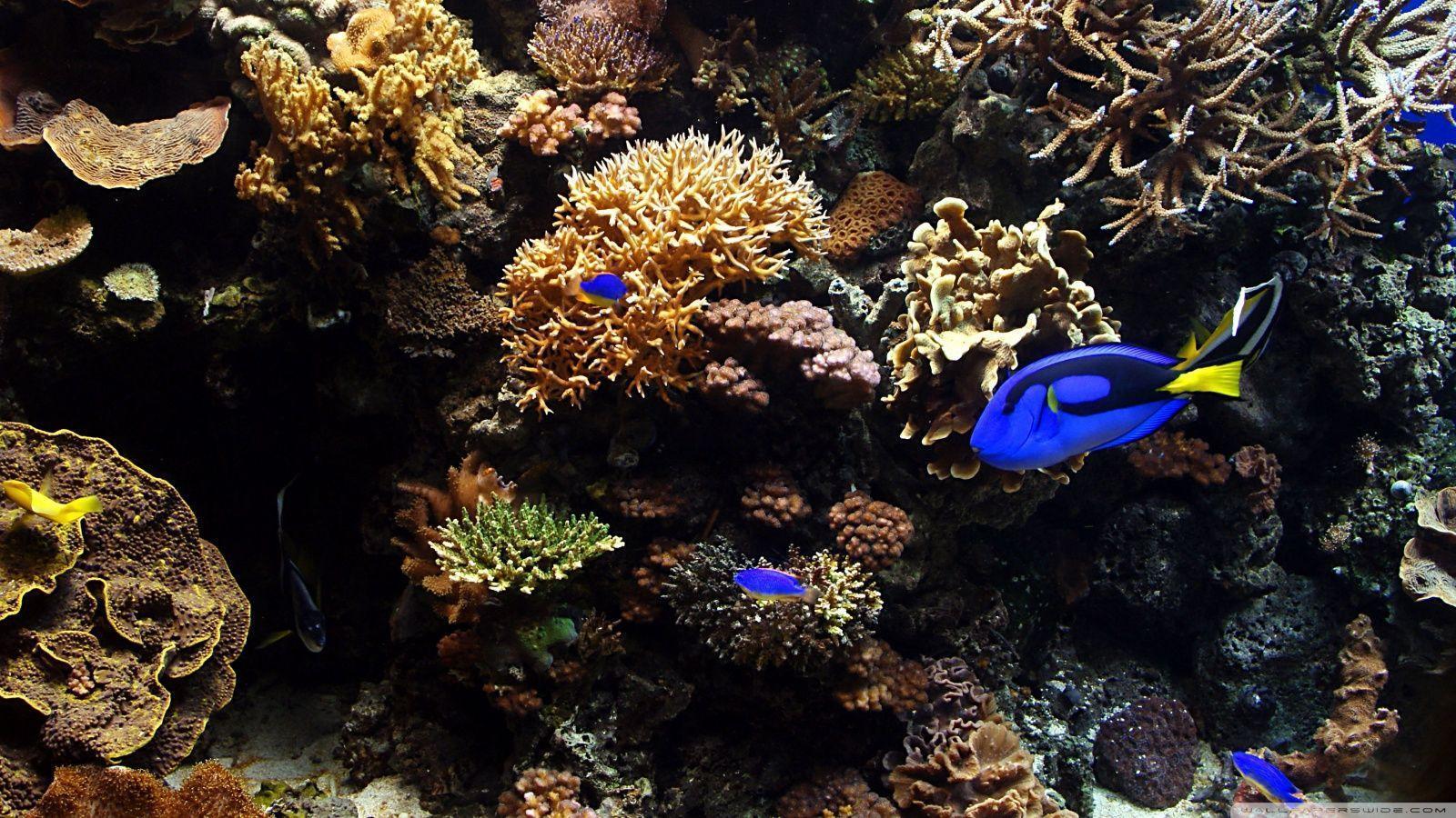 Aquarium Fish HD desktop wallpaper, Widescreen, High Definition