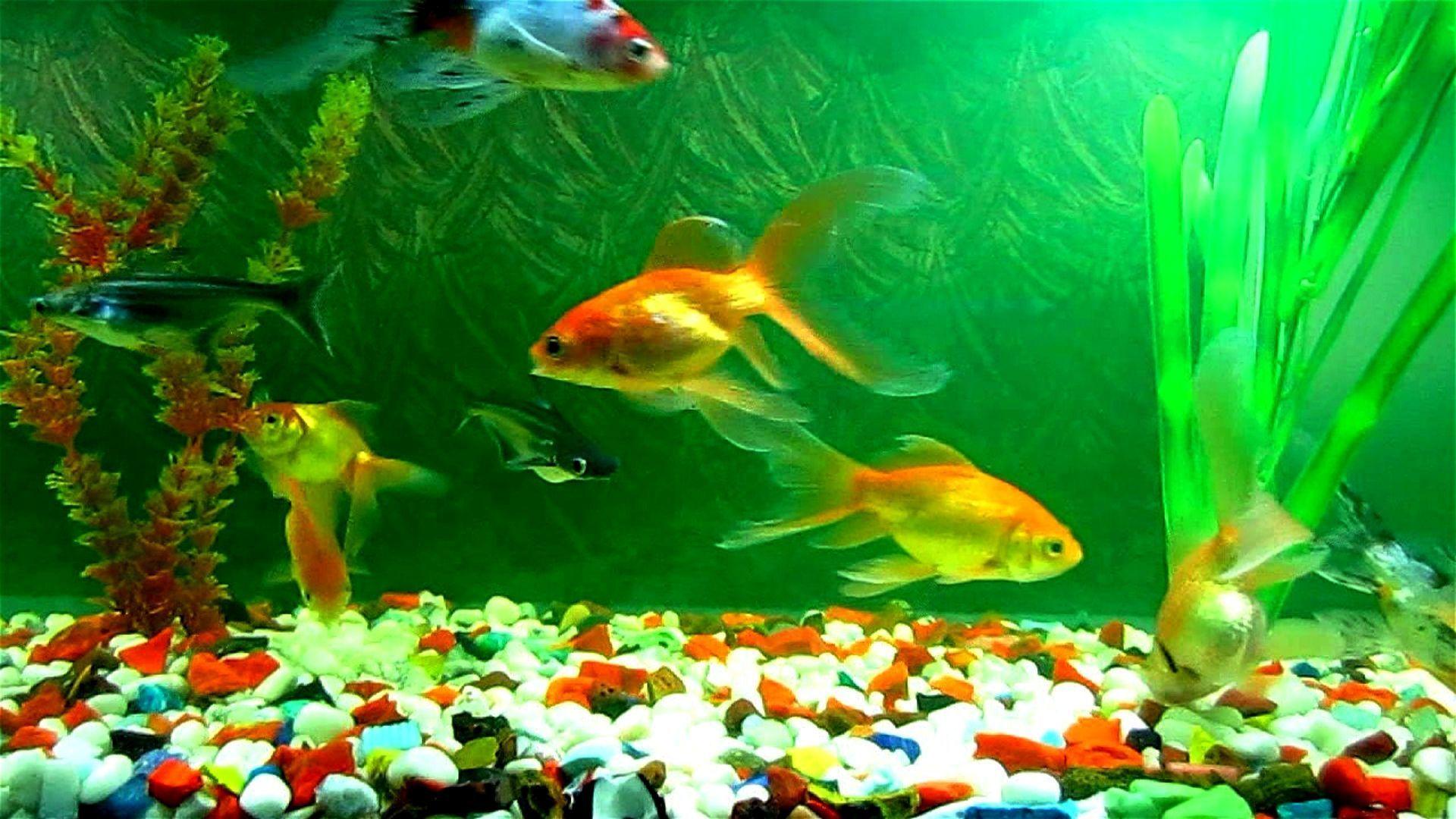 Fish Tank Wallpaper HD
