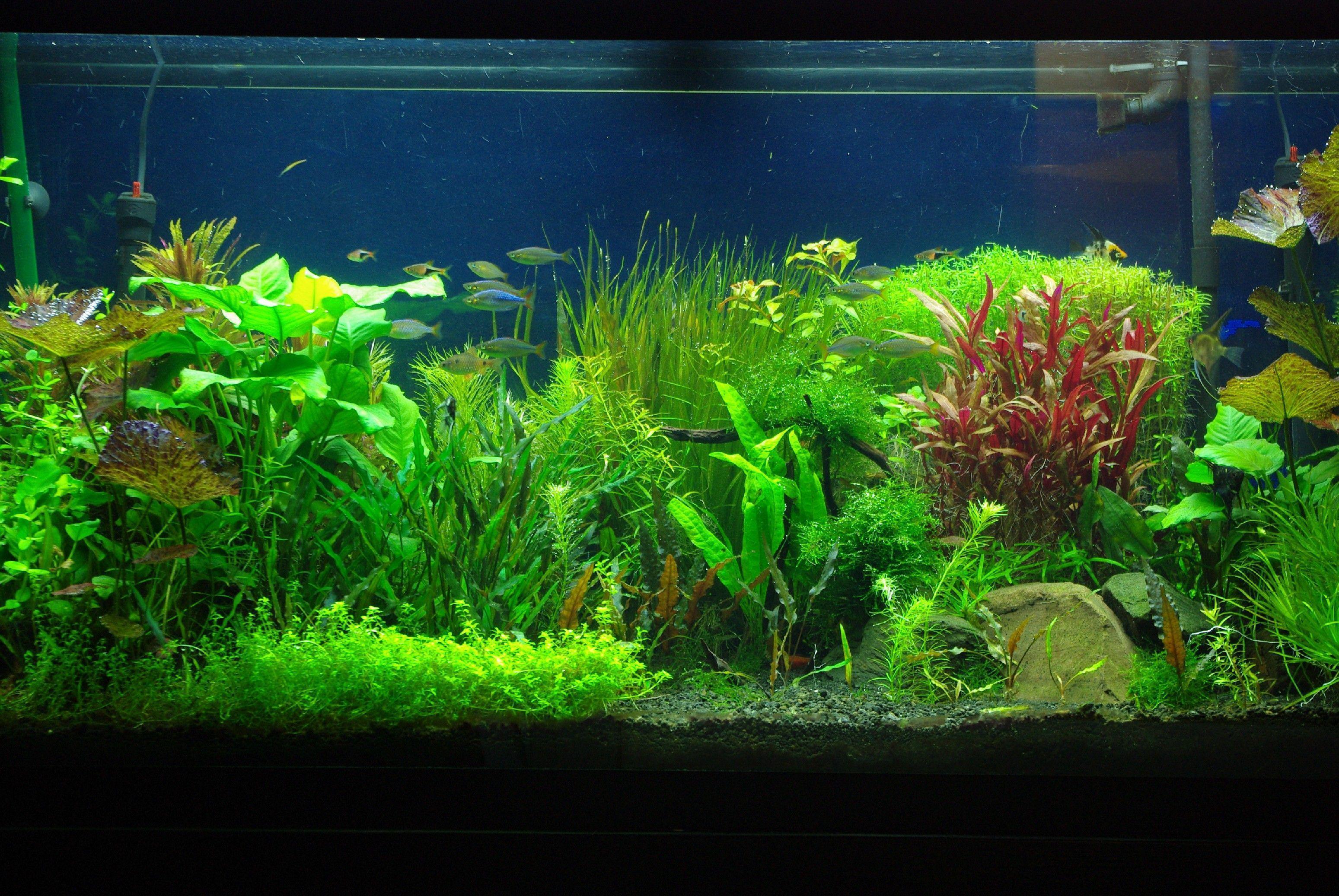 Fish Tank Moving Desktop Background. Best Looking Aquarium