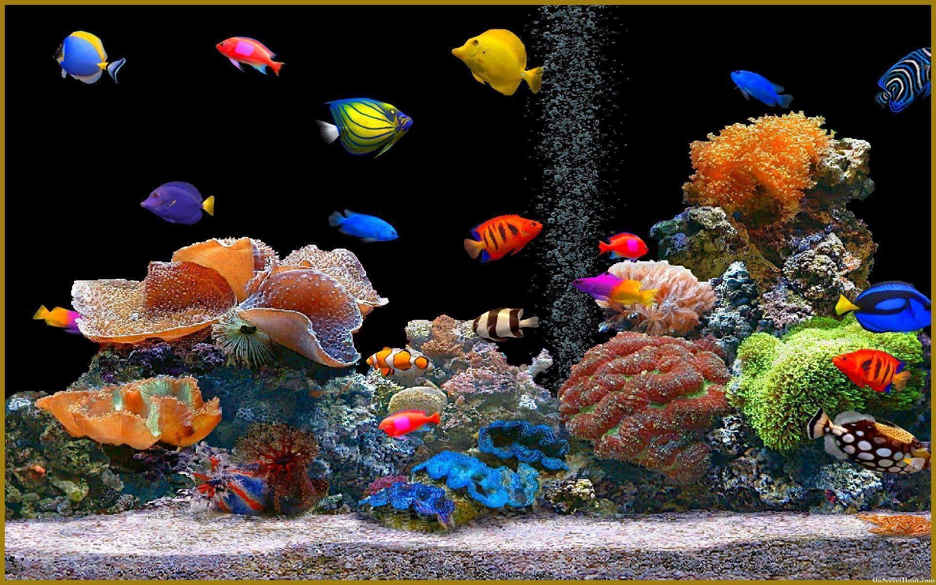 Fish Tank Wallpaper For Windows 10