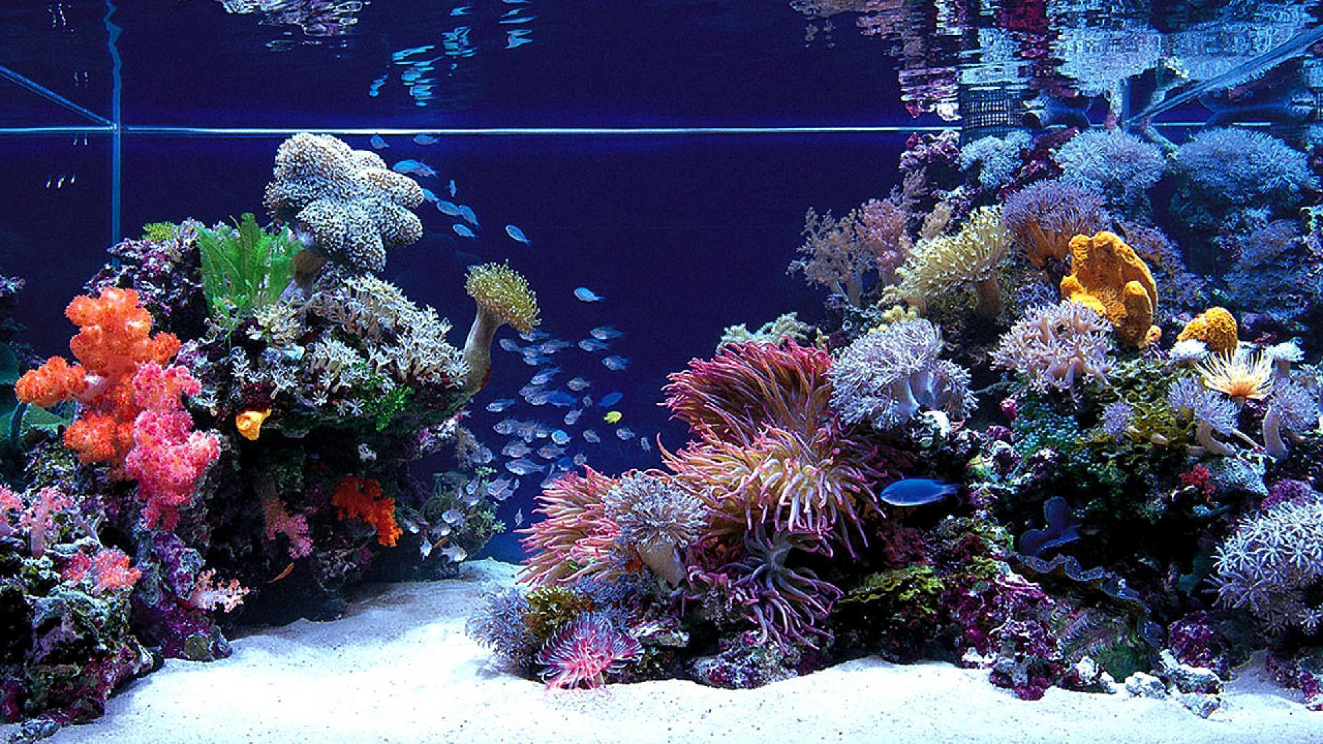 Fish Jumping Out Of Aquarium HD desktop wallpaper, Widescreen