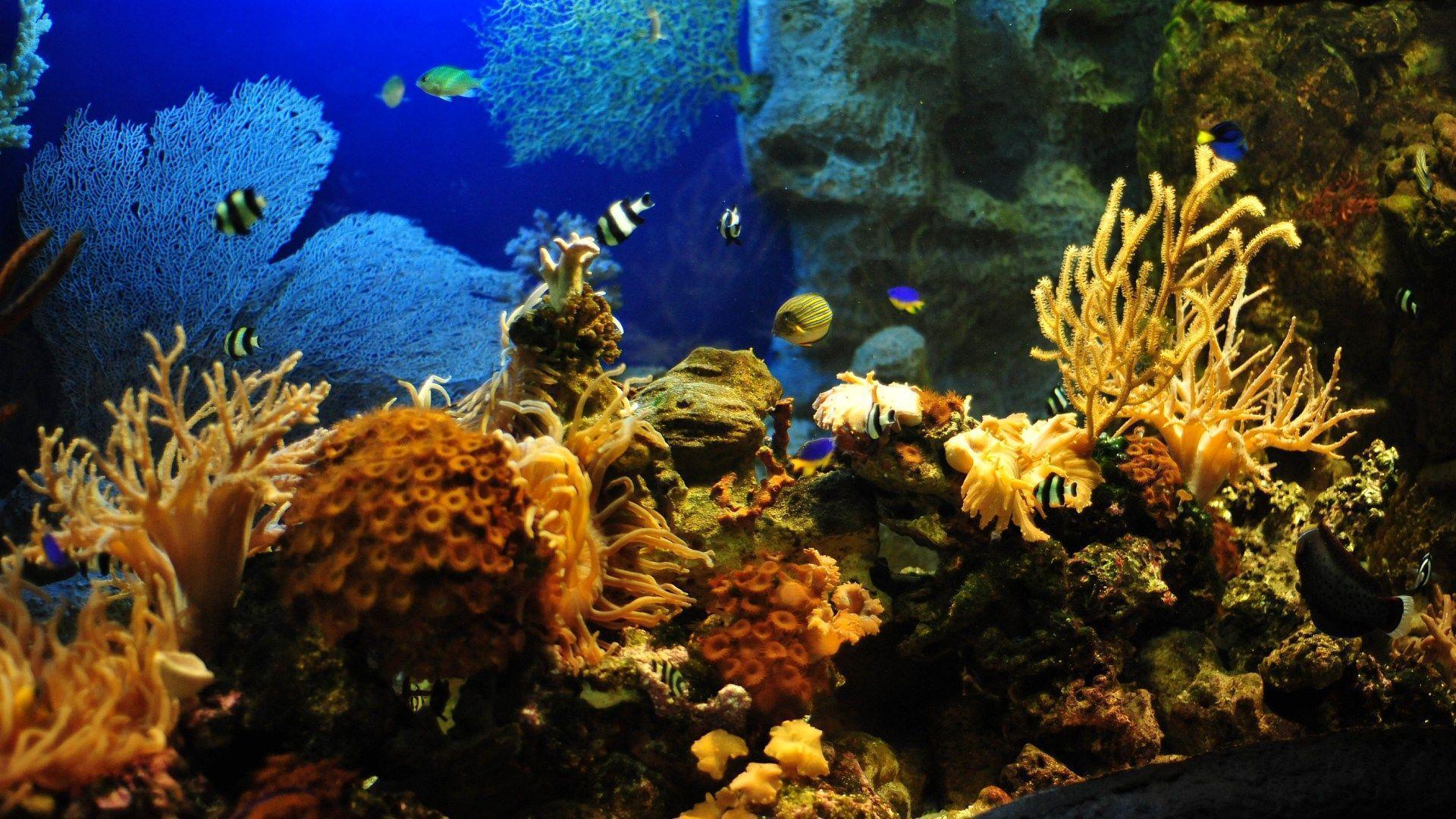 Aquarium HD 1080p Wallpaper