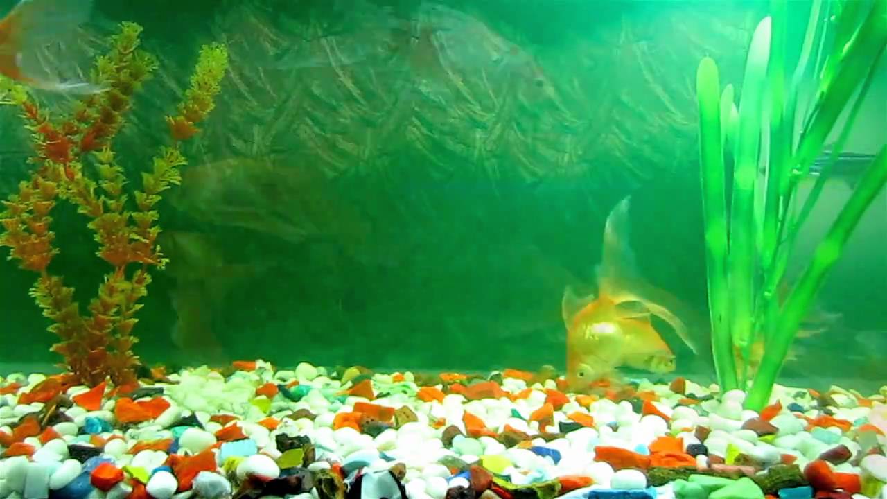 Fish Tank Moving Desktop Background
