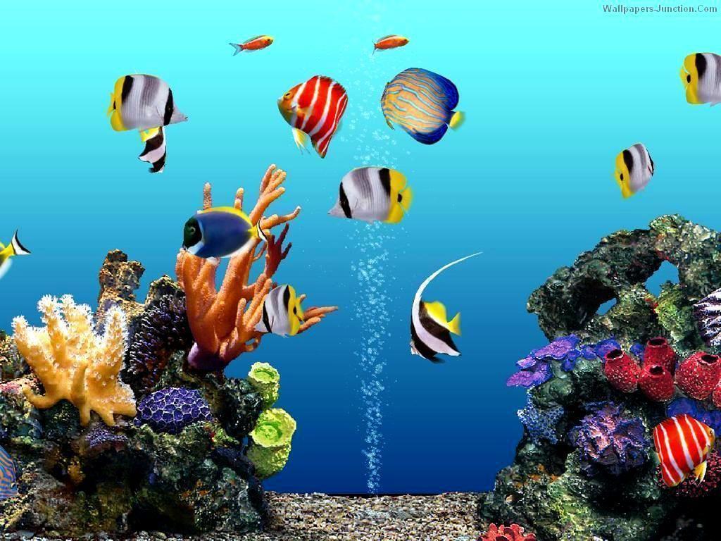 Free Aquarium Wallpaper