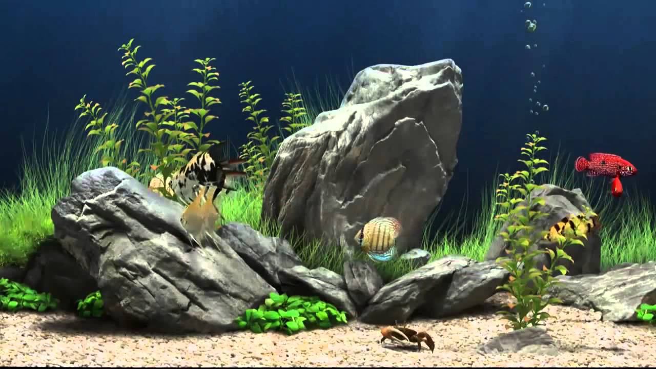 virtual aquarium screensaver