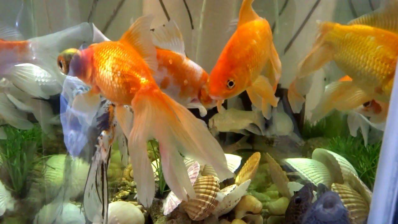 fish tank wallpaper HD for desktop full screen flower download 8 1