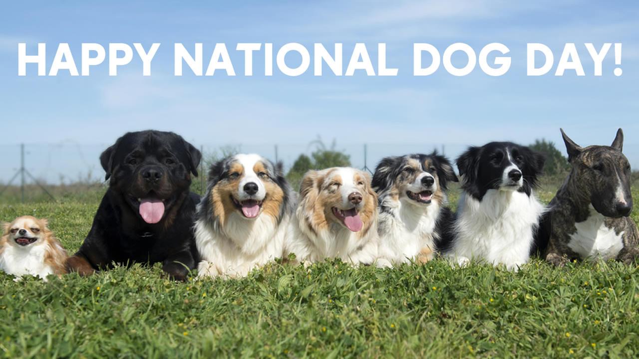 is today national dog day 2018