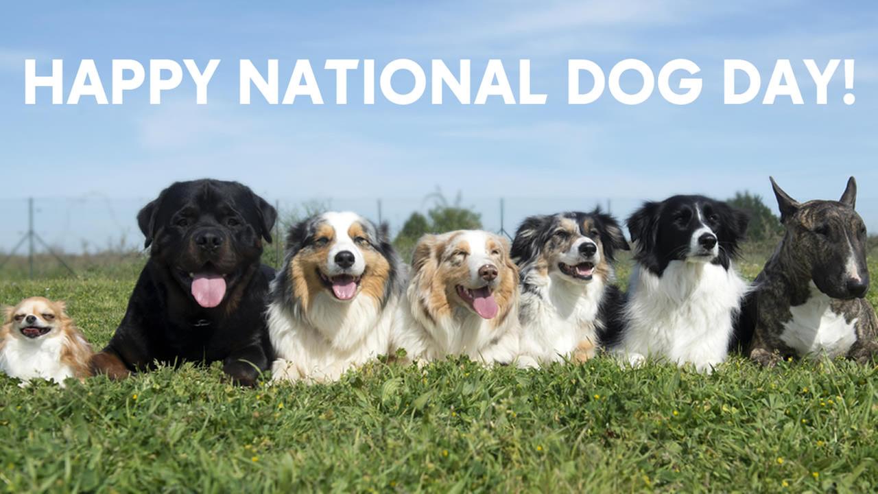 National Dog Day Wallpapers Wallpaper Cave