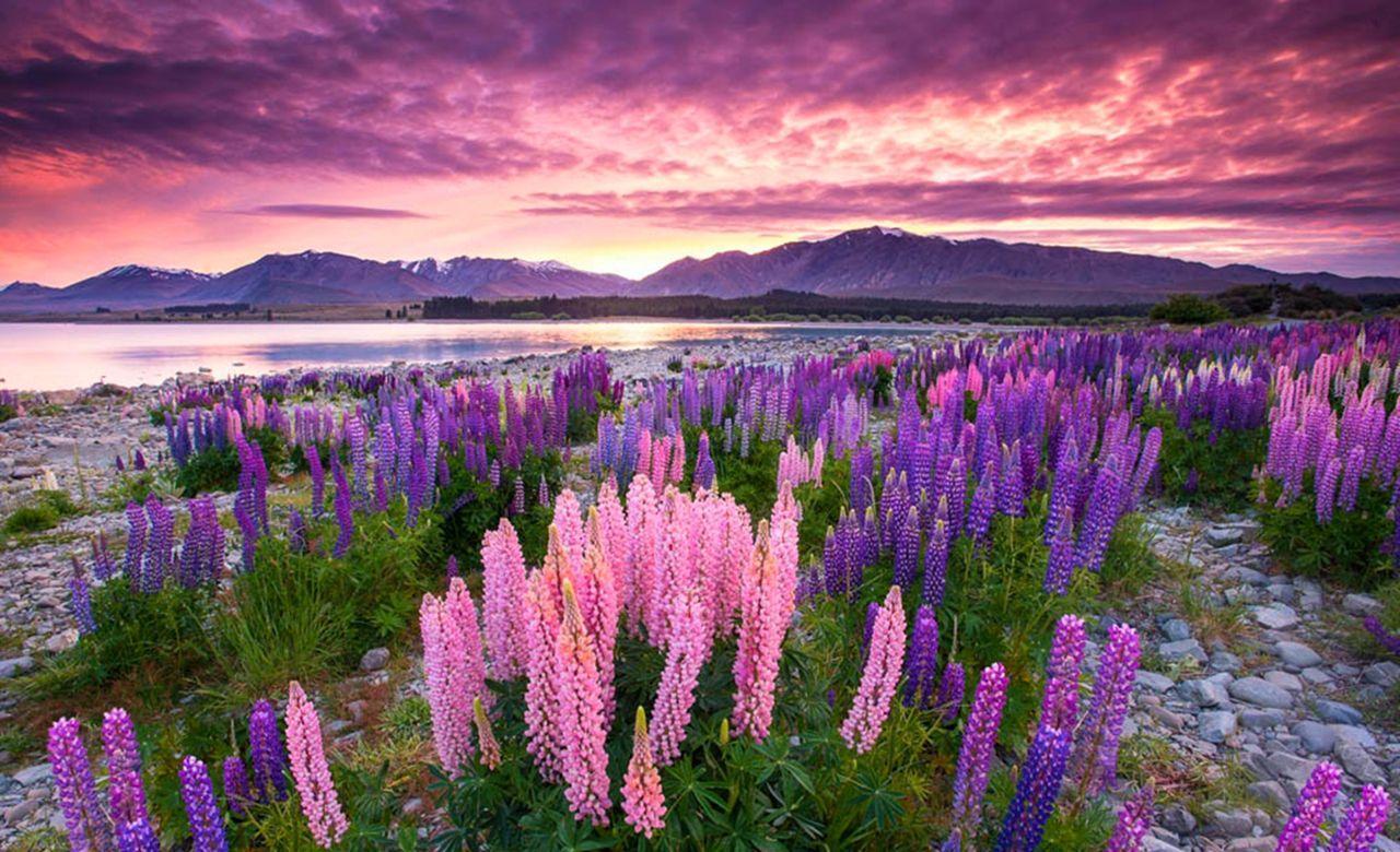 Цветение люпинов новая Зеландия