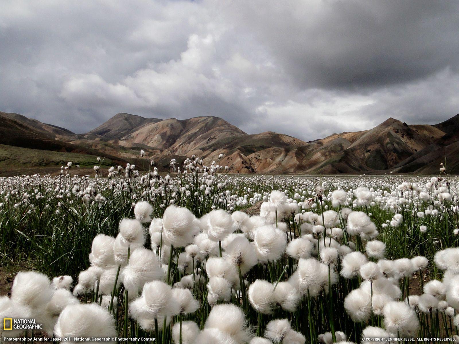 328,428 Cotton Flower Royalty-Free Photos and Stock Images | Shutterstock