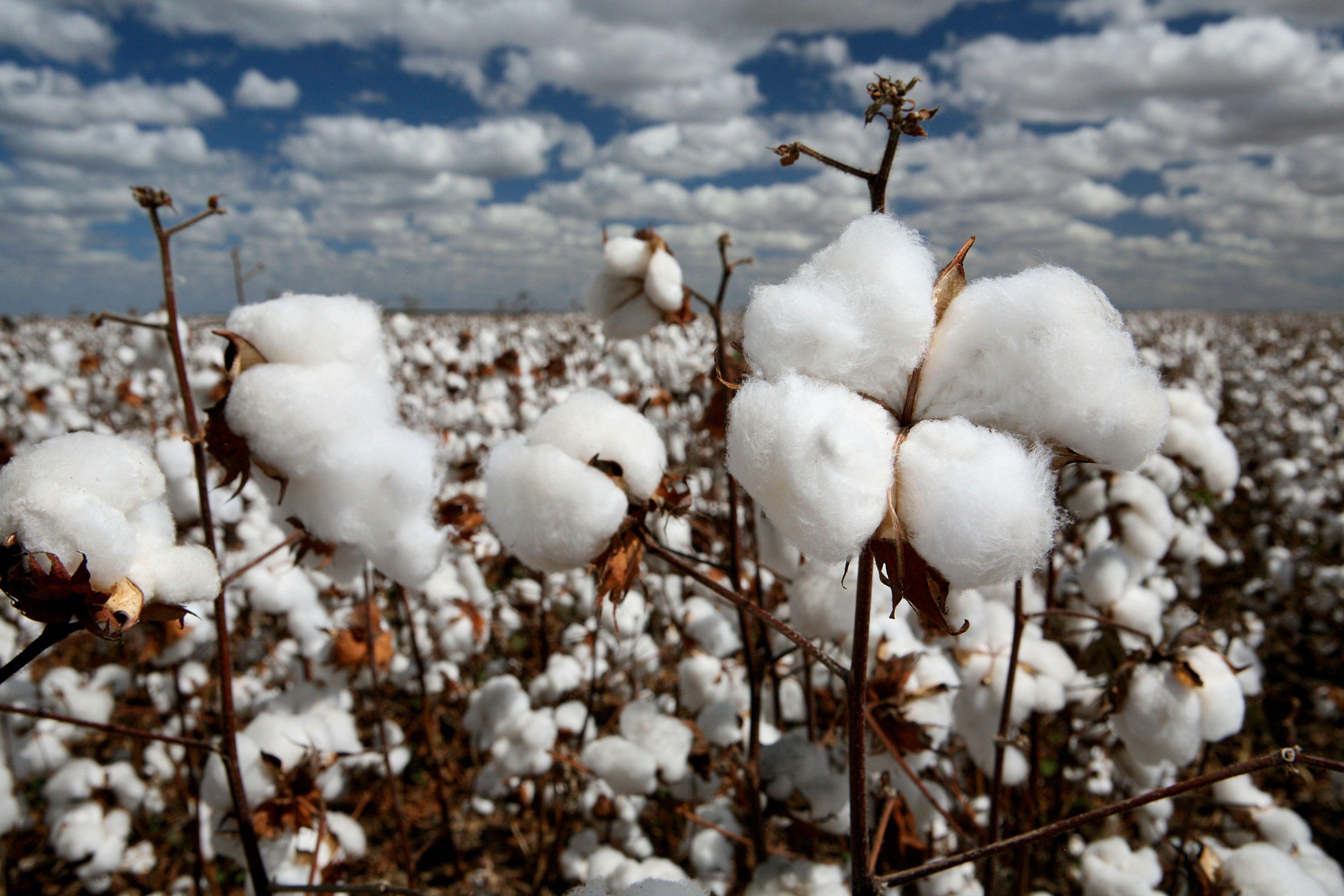 Cotton Photos Download The BEST Free Cotton Stock Photos  HD Images