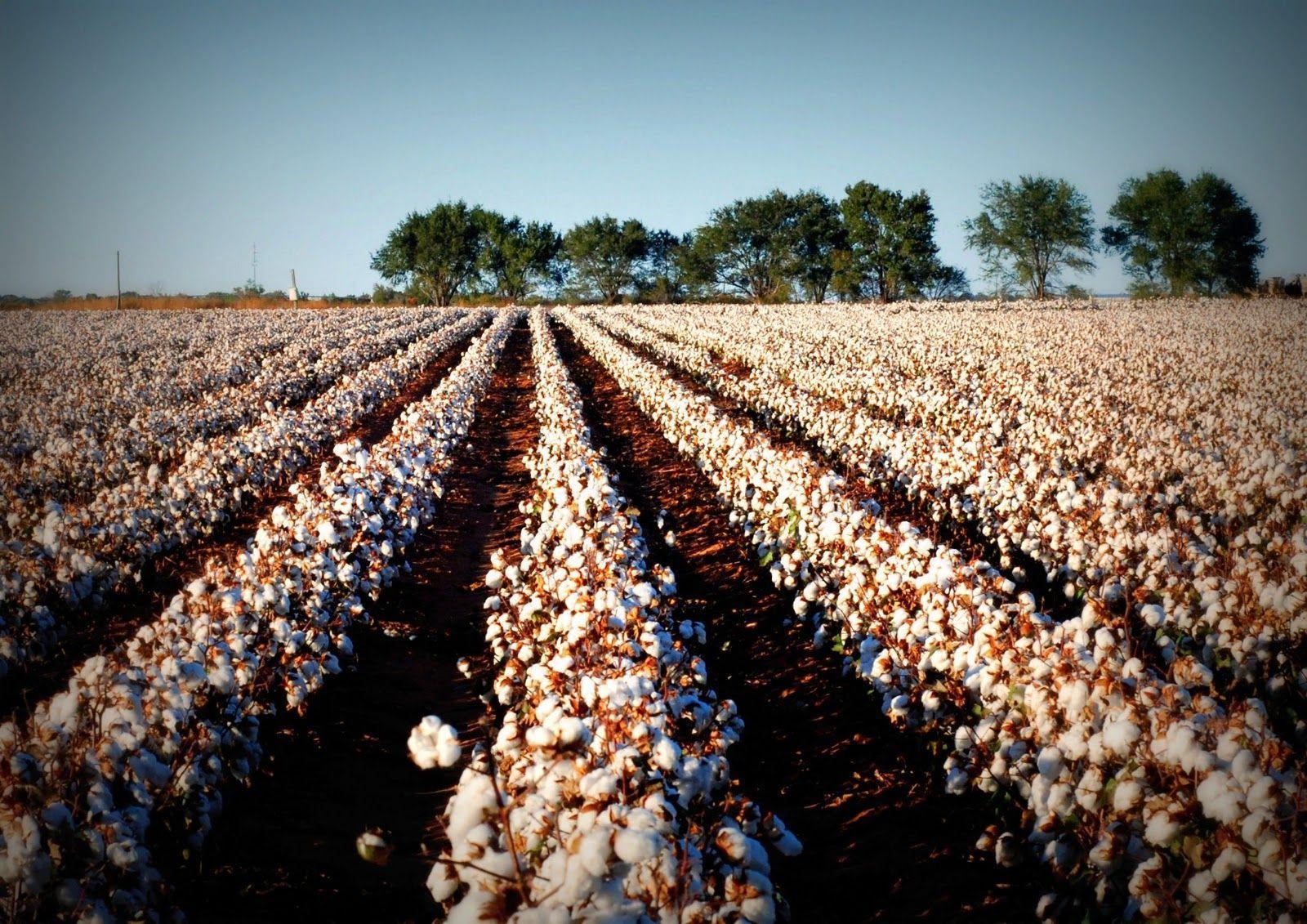 Cotton Field