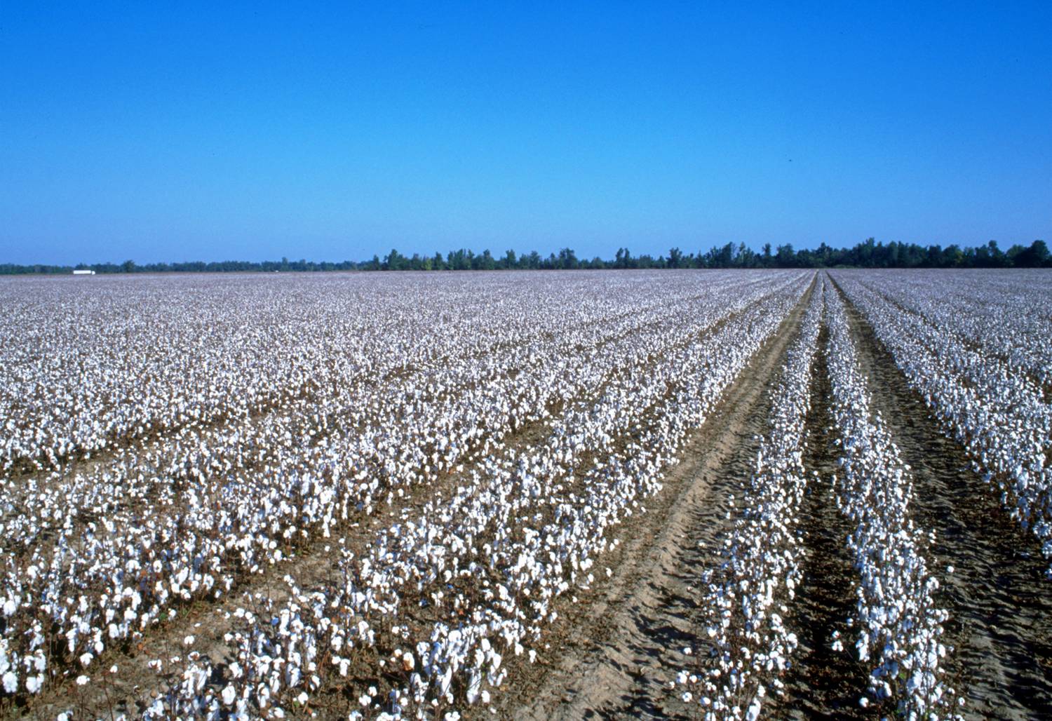 Cotton Field Wallpaper