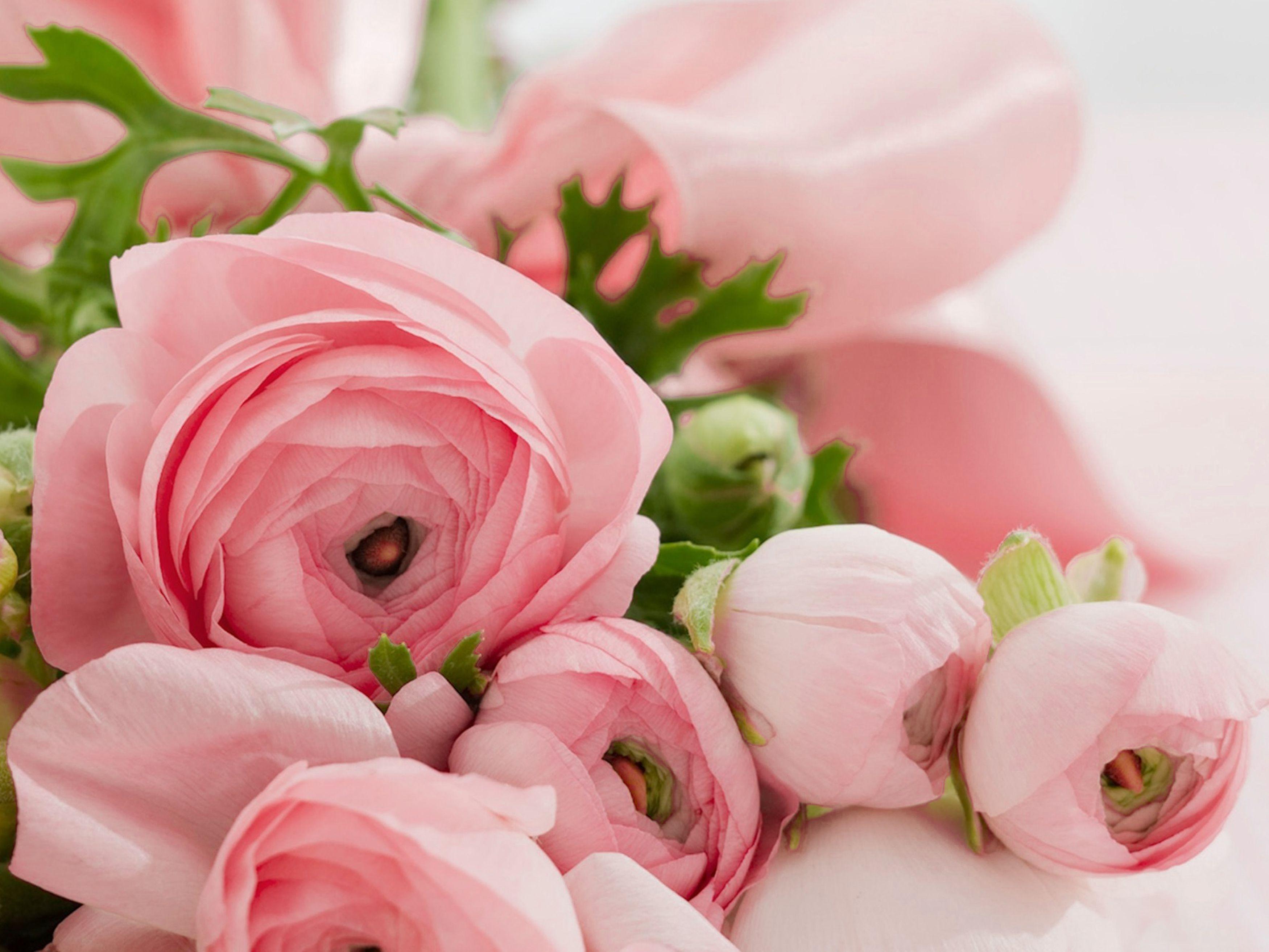 HD Pink Roses Bouquet Congratulations Wallpaper Free Download