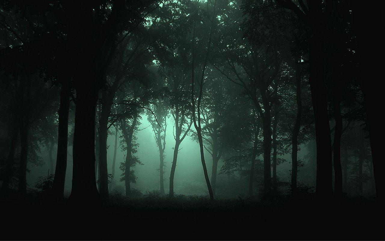 Fog Forest Night