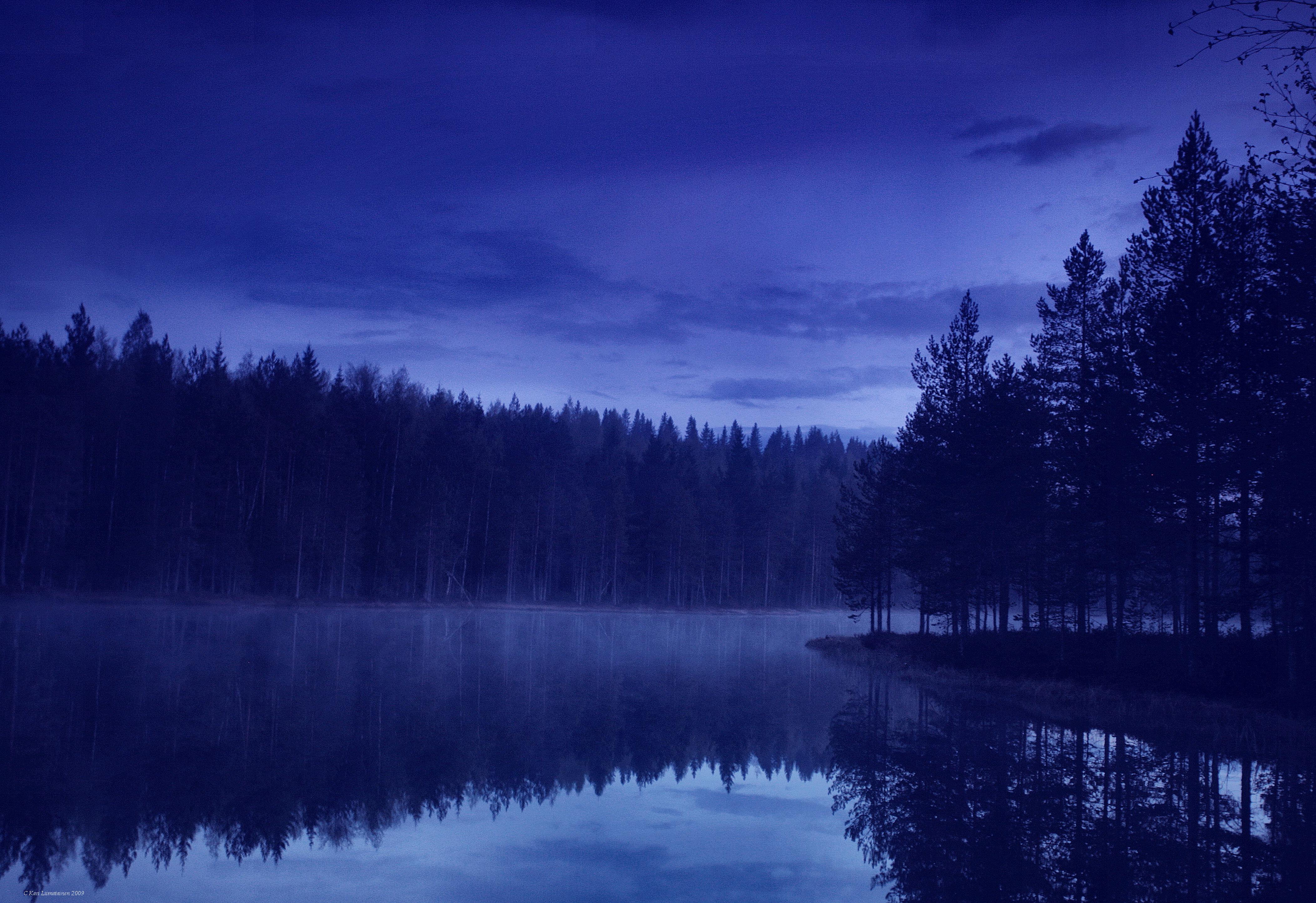 Forest At Night Wallpaper